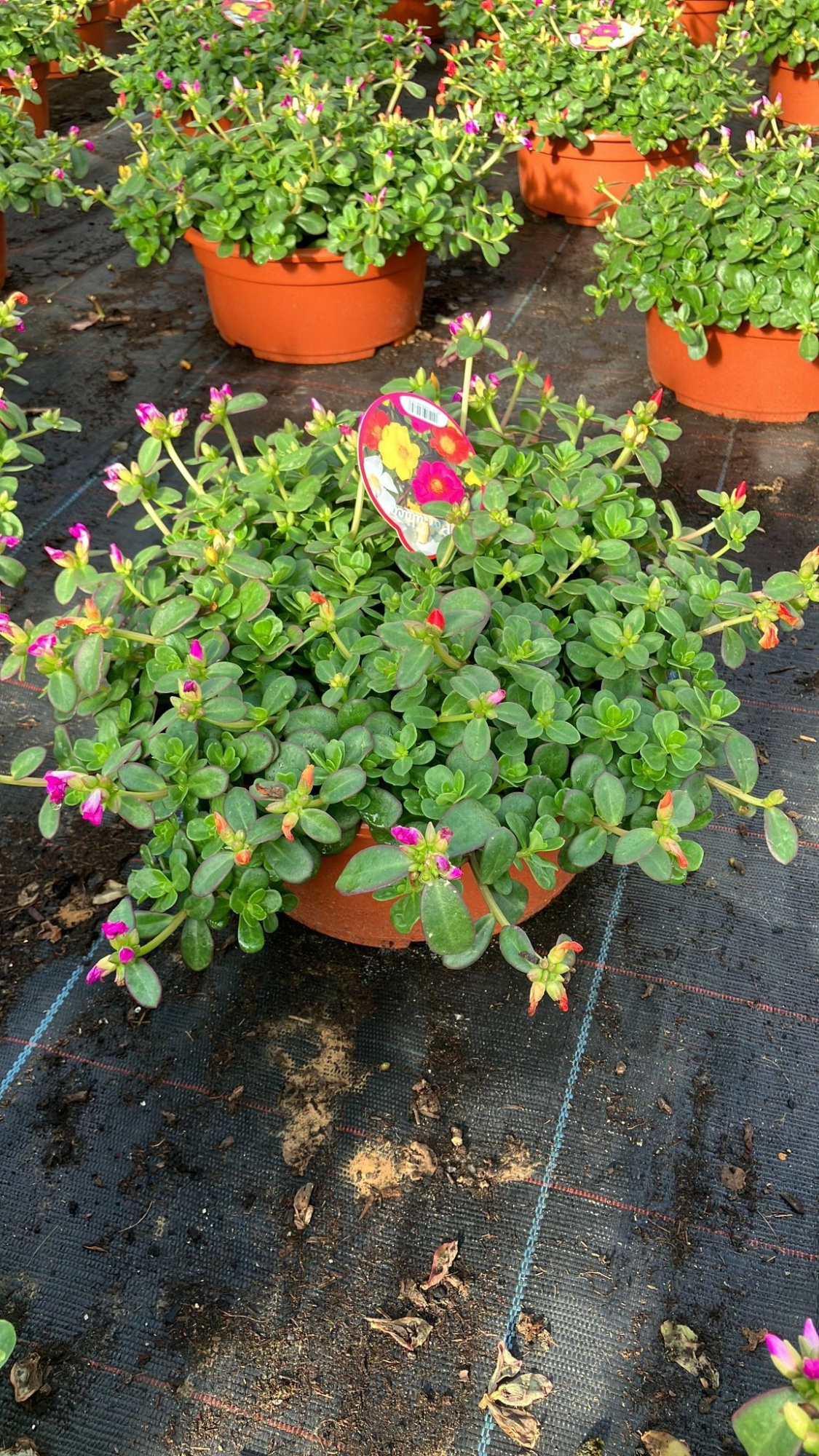 806 DM : Schaal 23 cm Portulaca mix colors, D 23 cm
