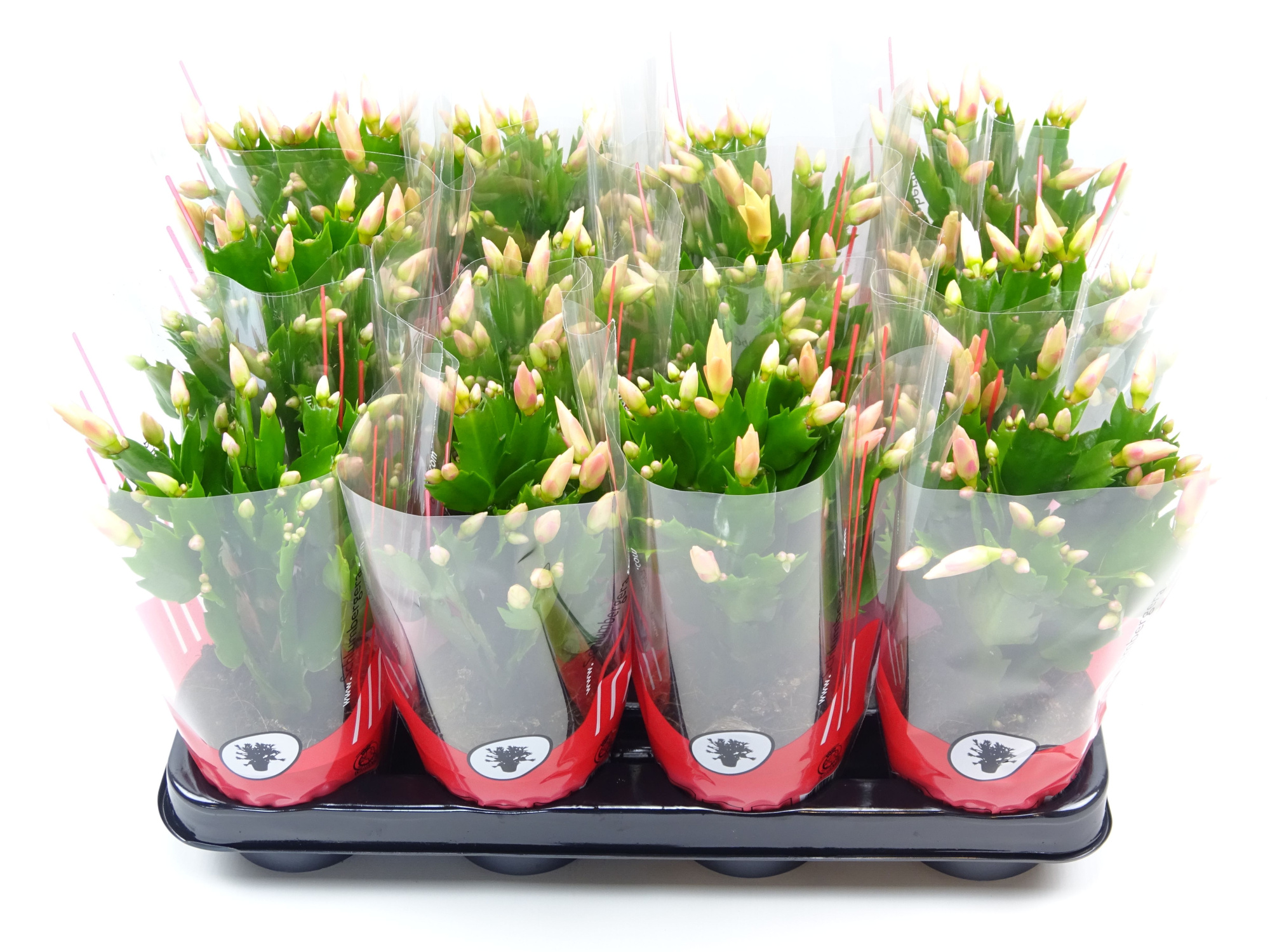 Schlumbergera 10.5 cm geel, D 10,5 cm