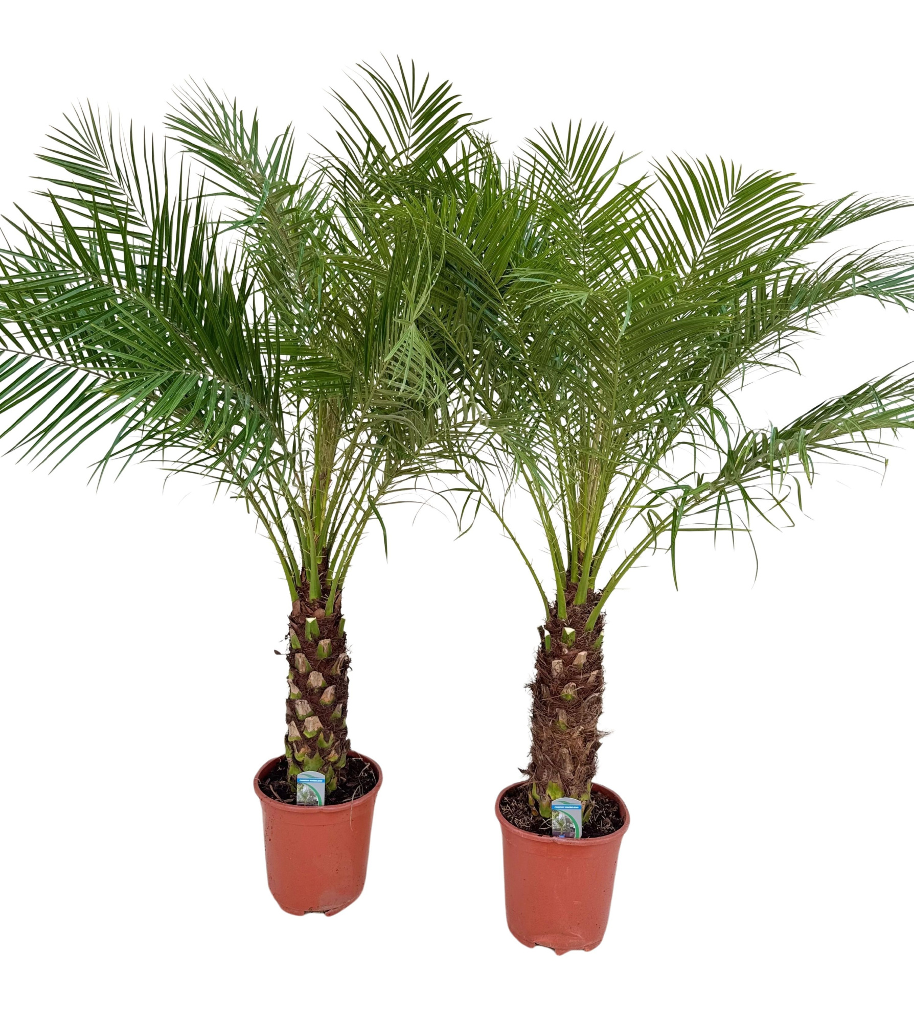 Phoenix roebelenii P27, D 27 cm