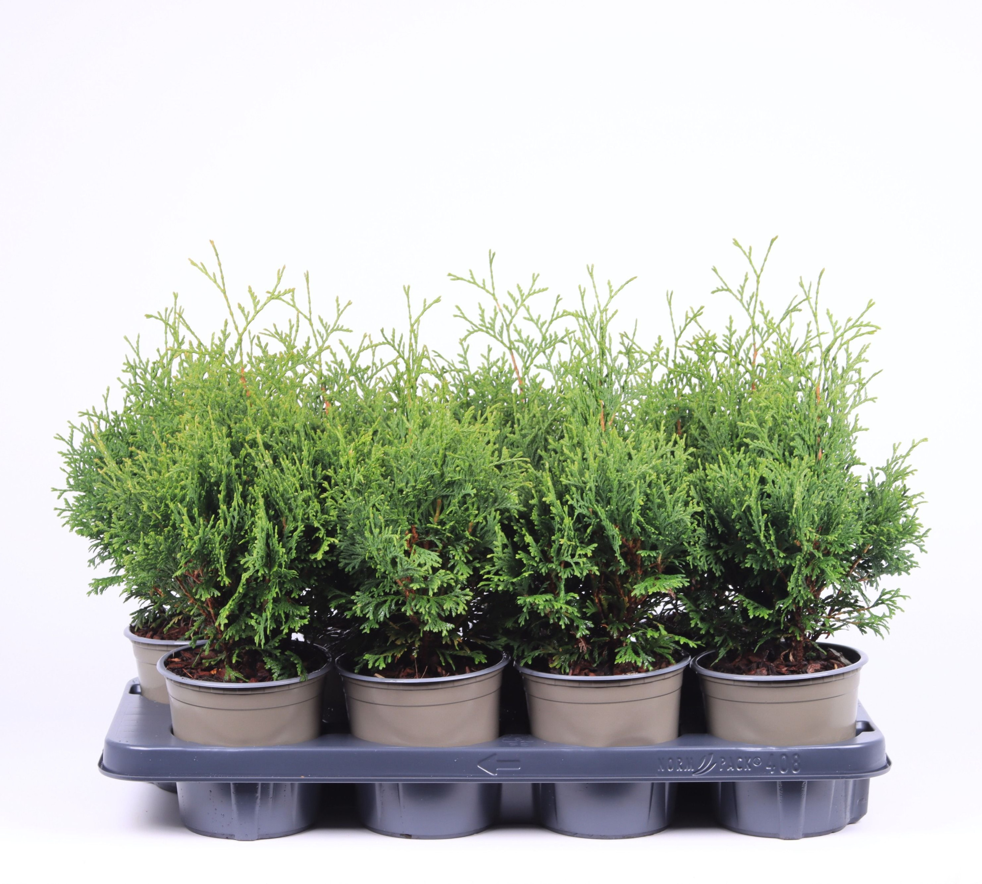 Thuja occidentalis 'Holmstrup', D 13