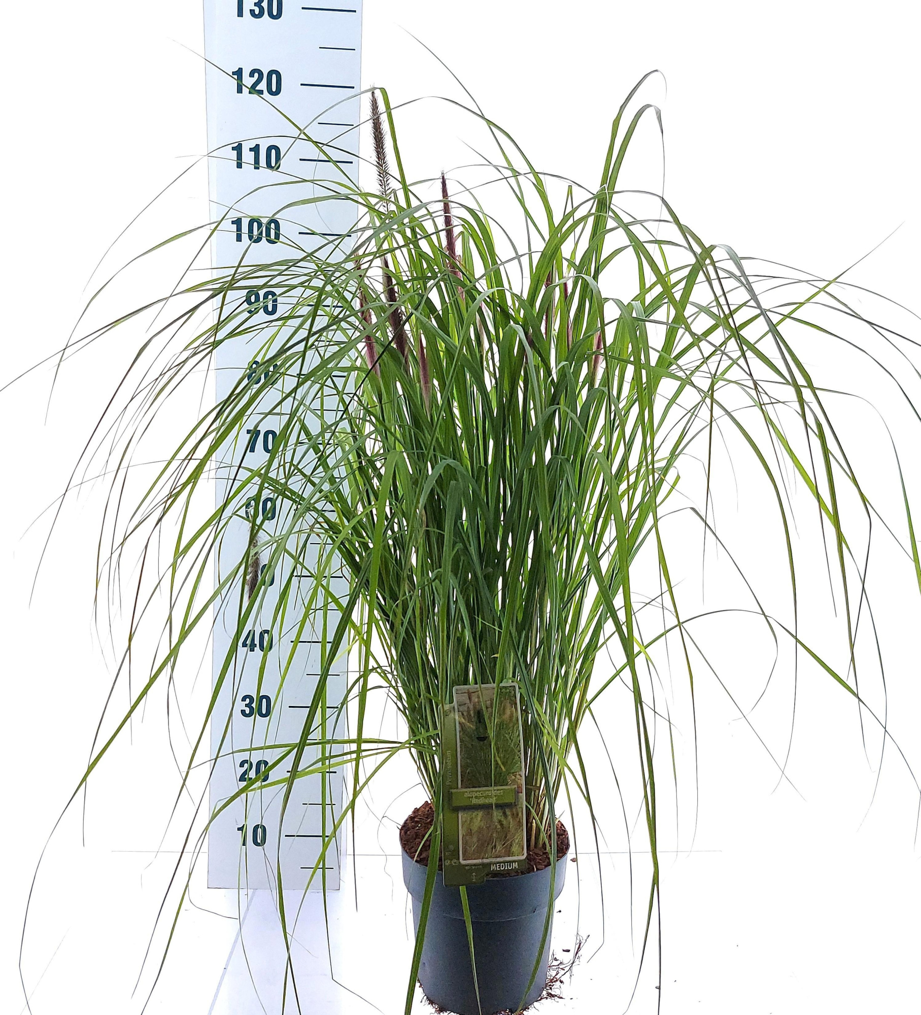 Pennisetum alopecuroides 'Red Head', D 23 cm