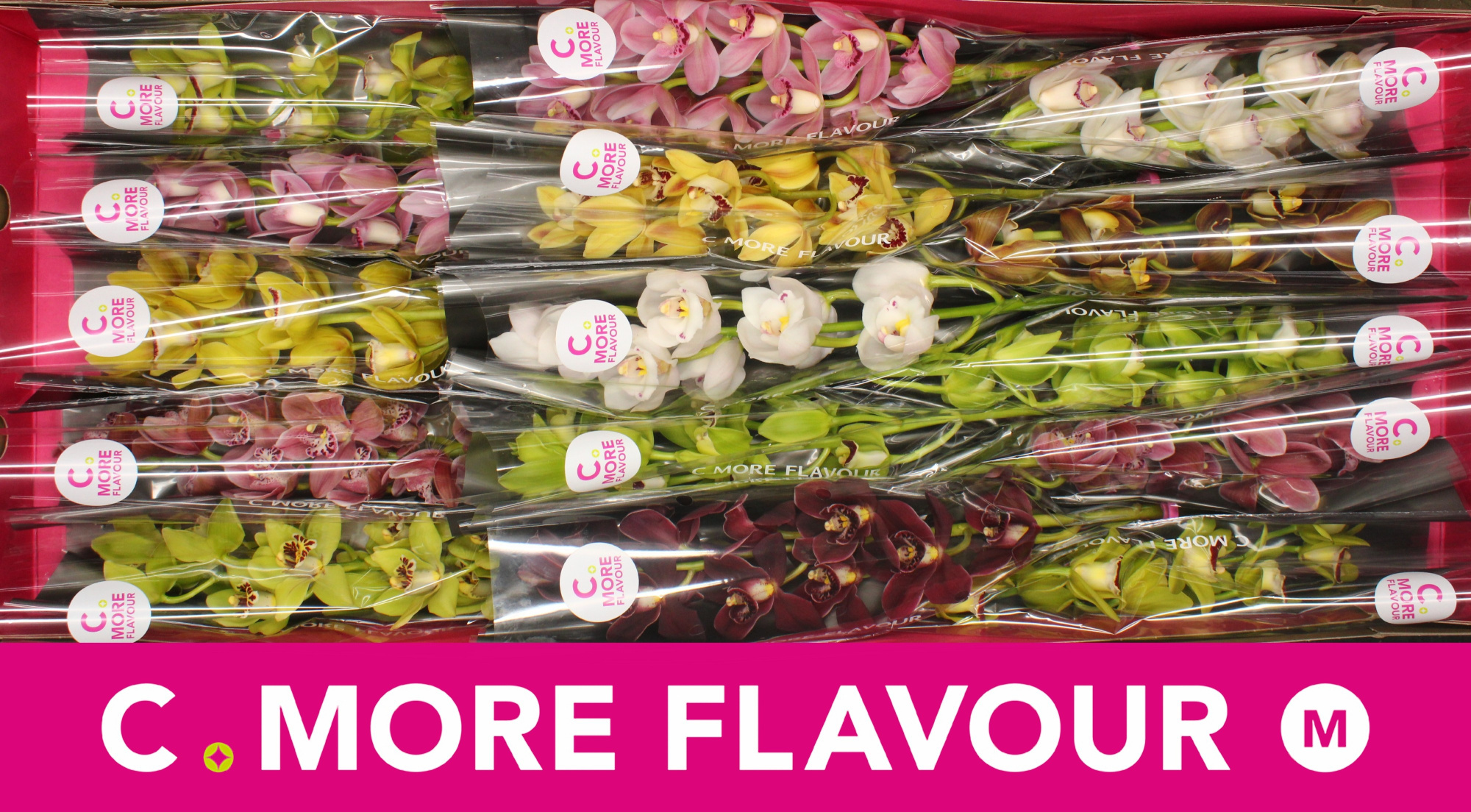 Цимбидиум мини Микс x15 50, шт.