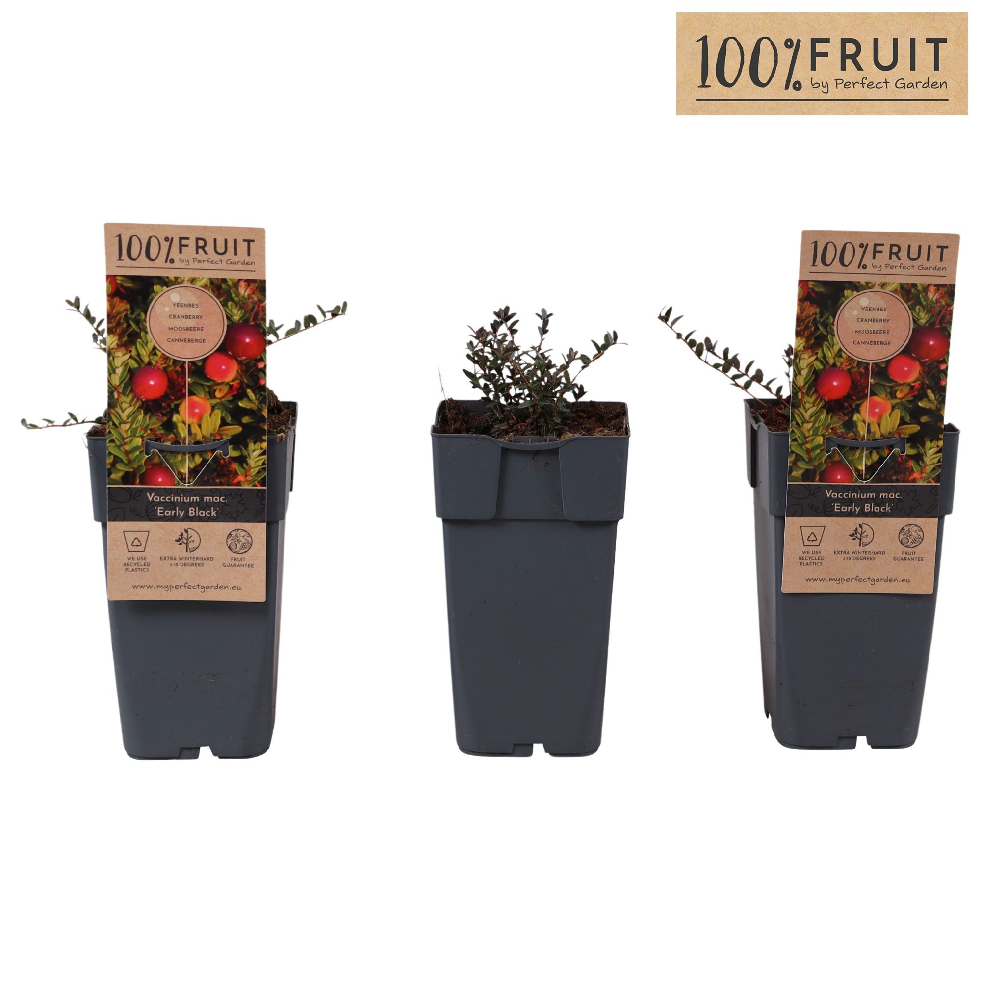 Vaccinium macr. Early Black P15, D 15