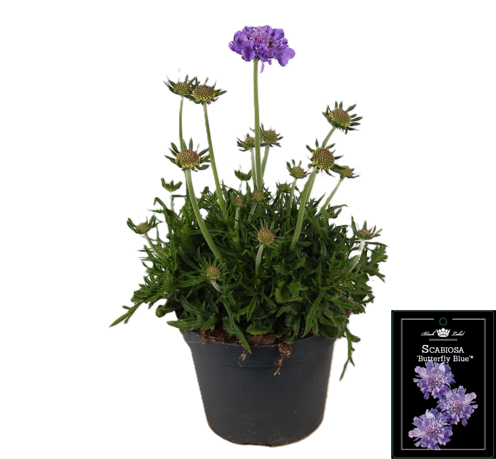 Scabiosa Butterfly Blue P15, D 15