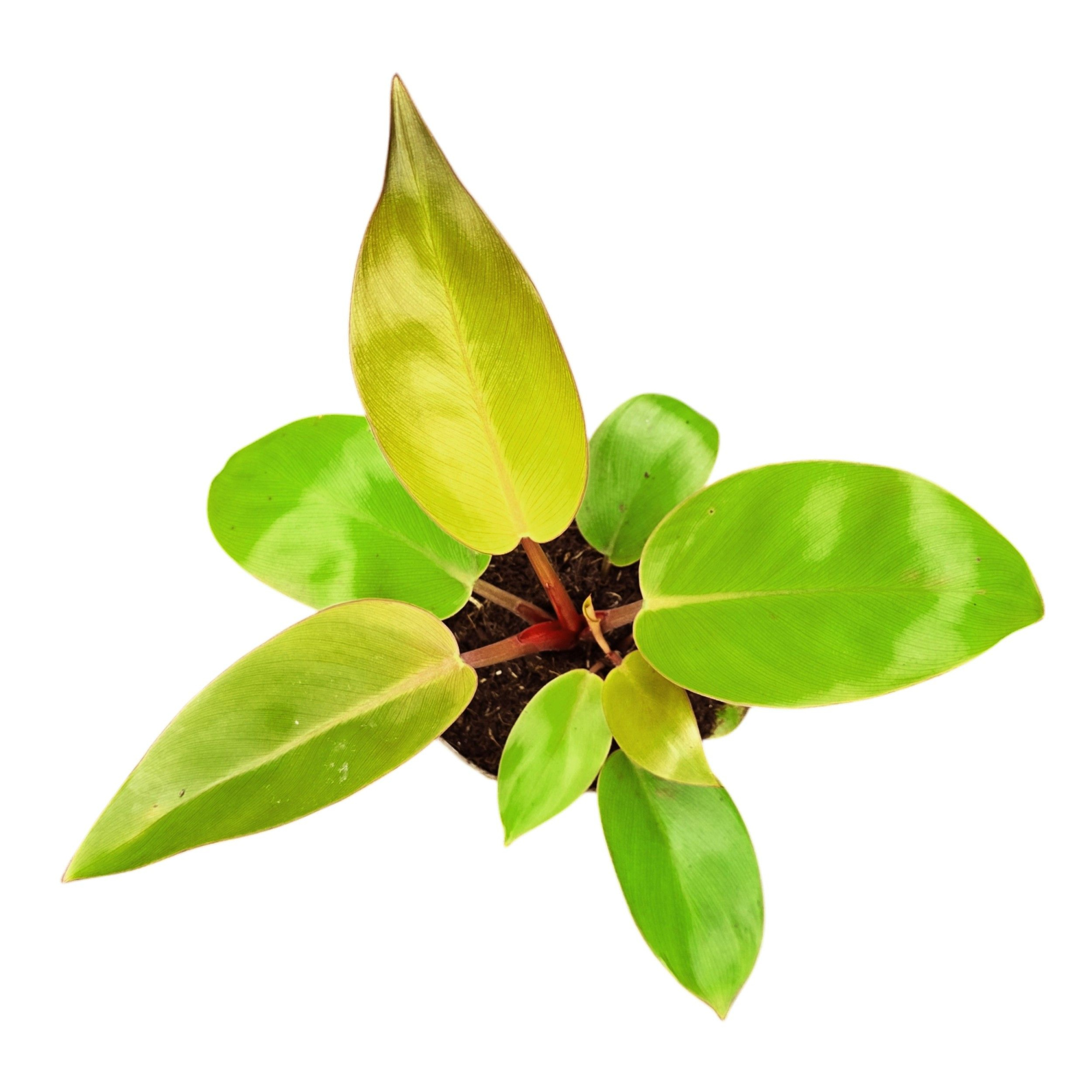 Philodendron Mars, D 13 cm