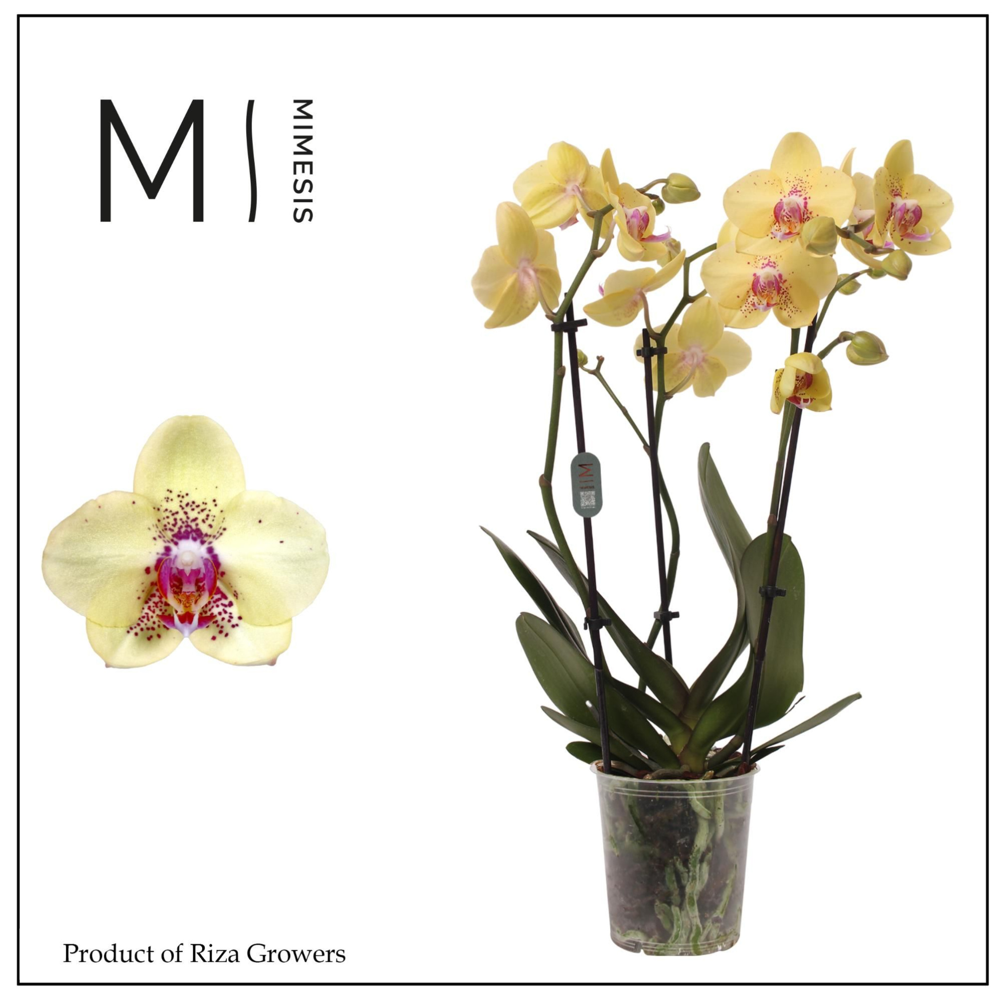 Phalaenopsis Dragon 3 spike - 12cm | Mimesis, D 12 cm