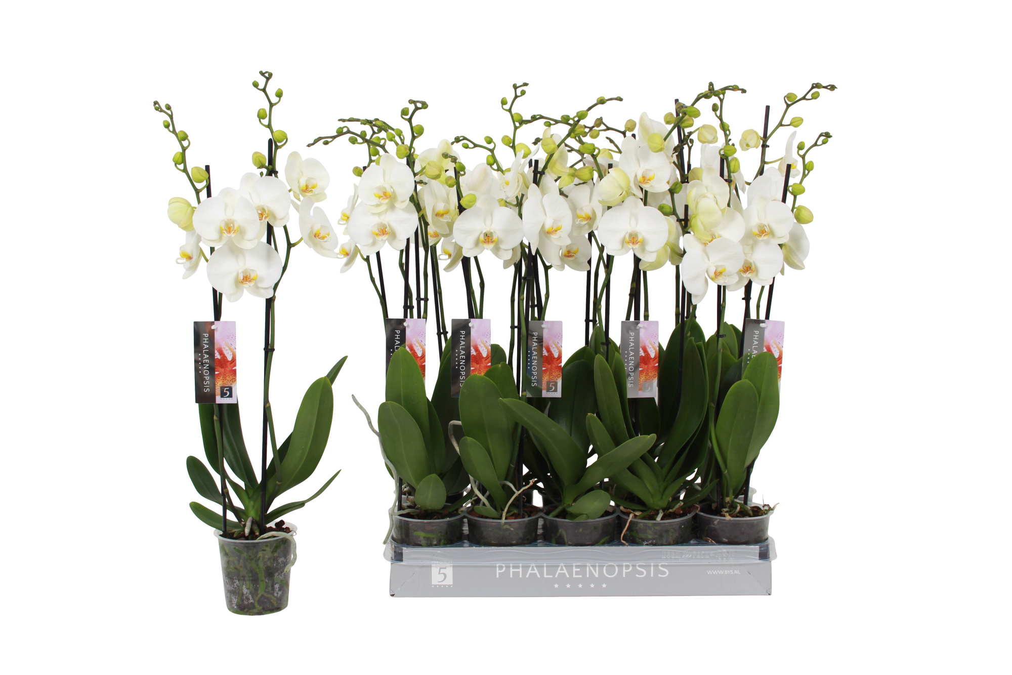Phalaenopsis White, 2-spike 14+, D 12