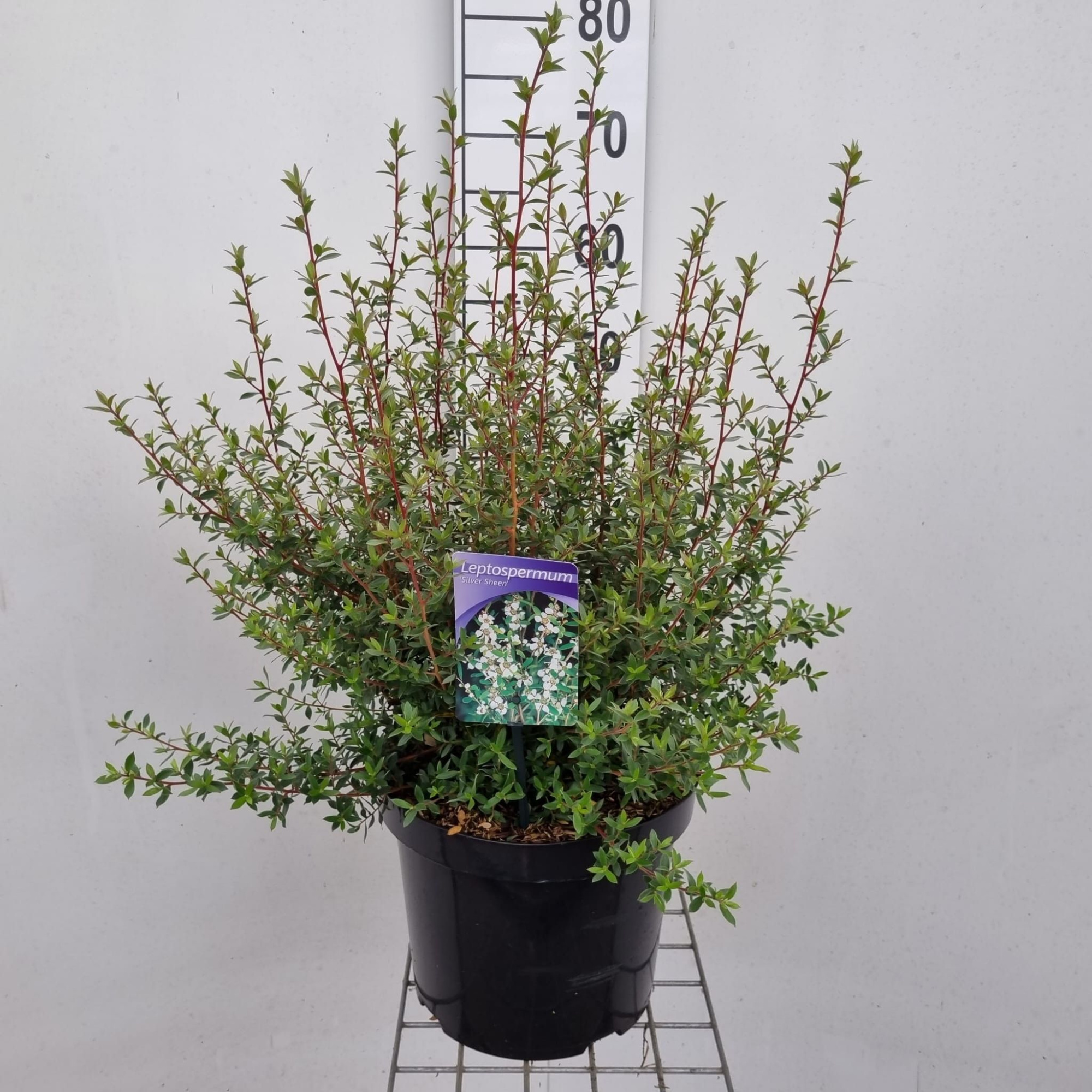 Leptospermum myrtifolium 'Silver Sheen', D 26 cm