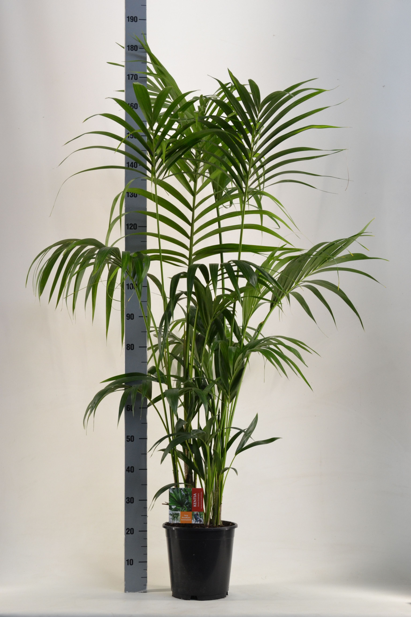 KENTIA - P24 H180 - 6PP (Howea forsteriana), D 24 cm