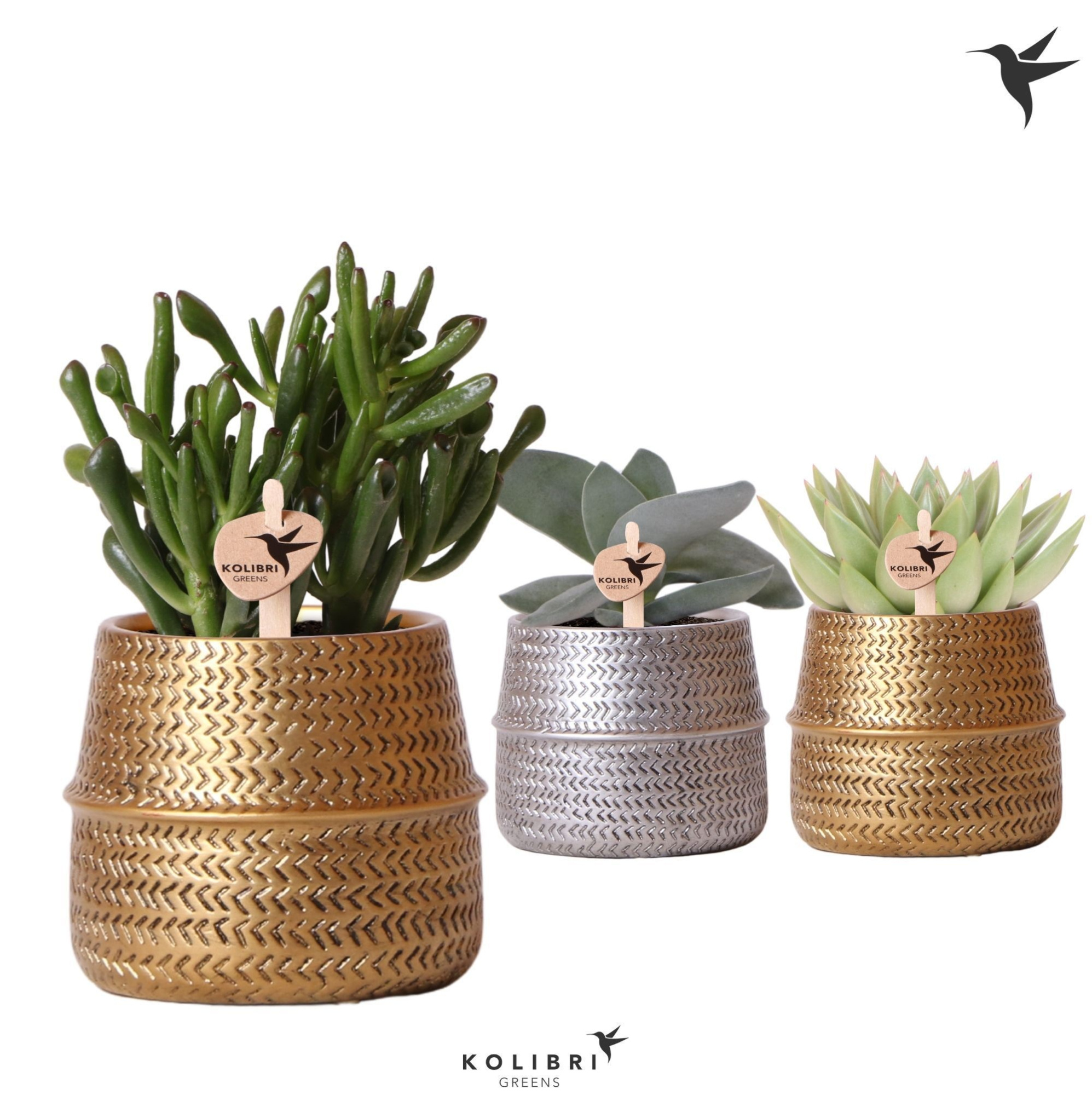 Kolibri Greens Succulenten mix in Groove pot mix, D 9 cm