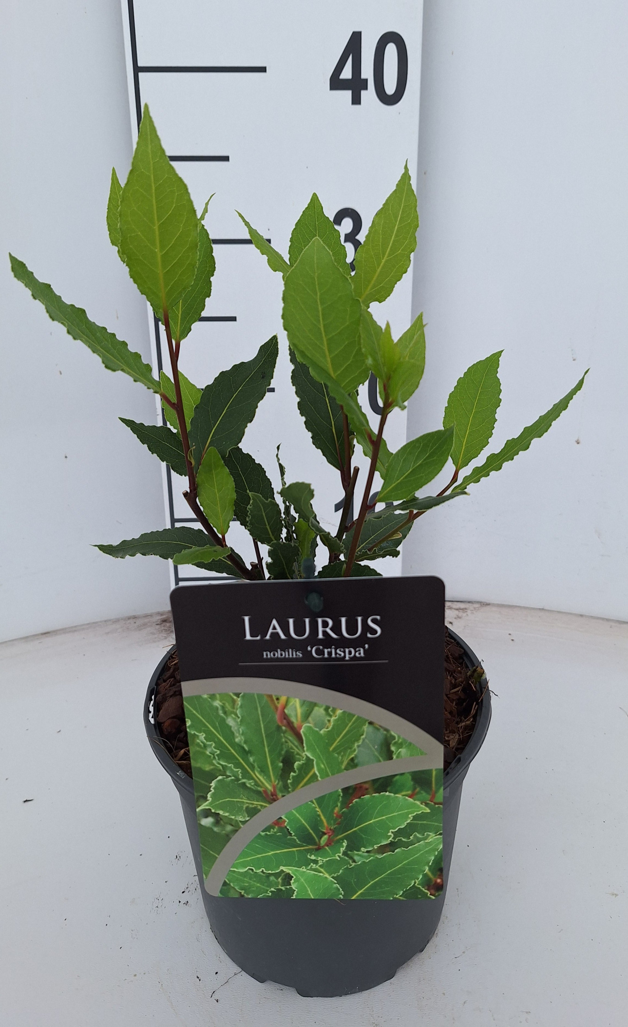 Laurus nobilis 'Crispa', D 17