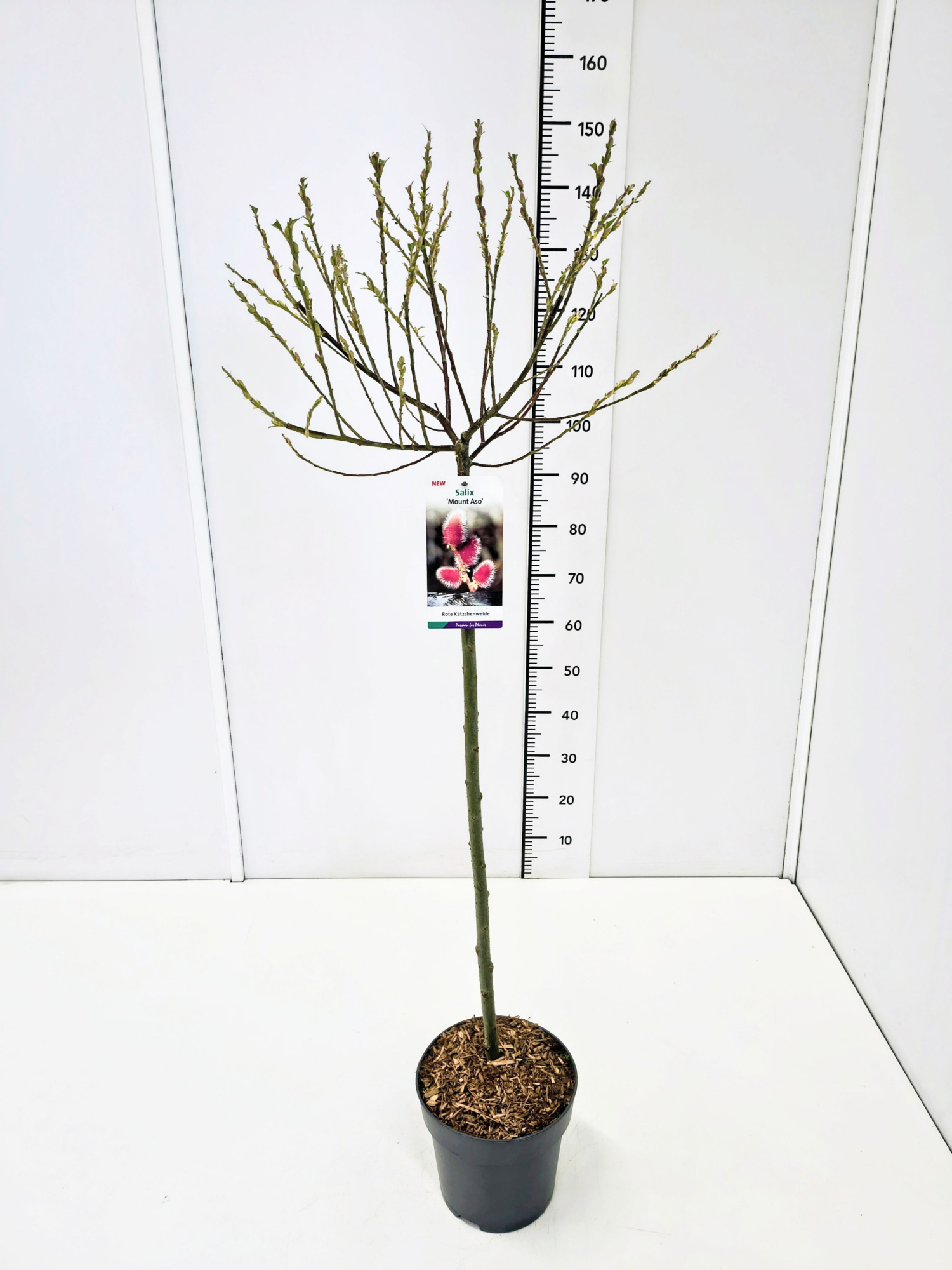 Salix grac. 'Mount Aso' 80CMSTC5, D 23