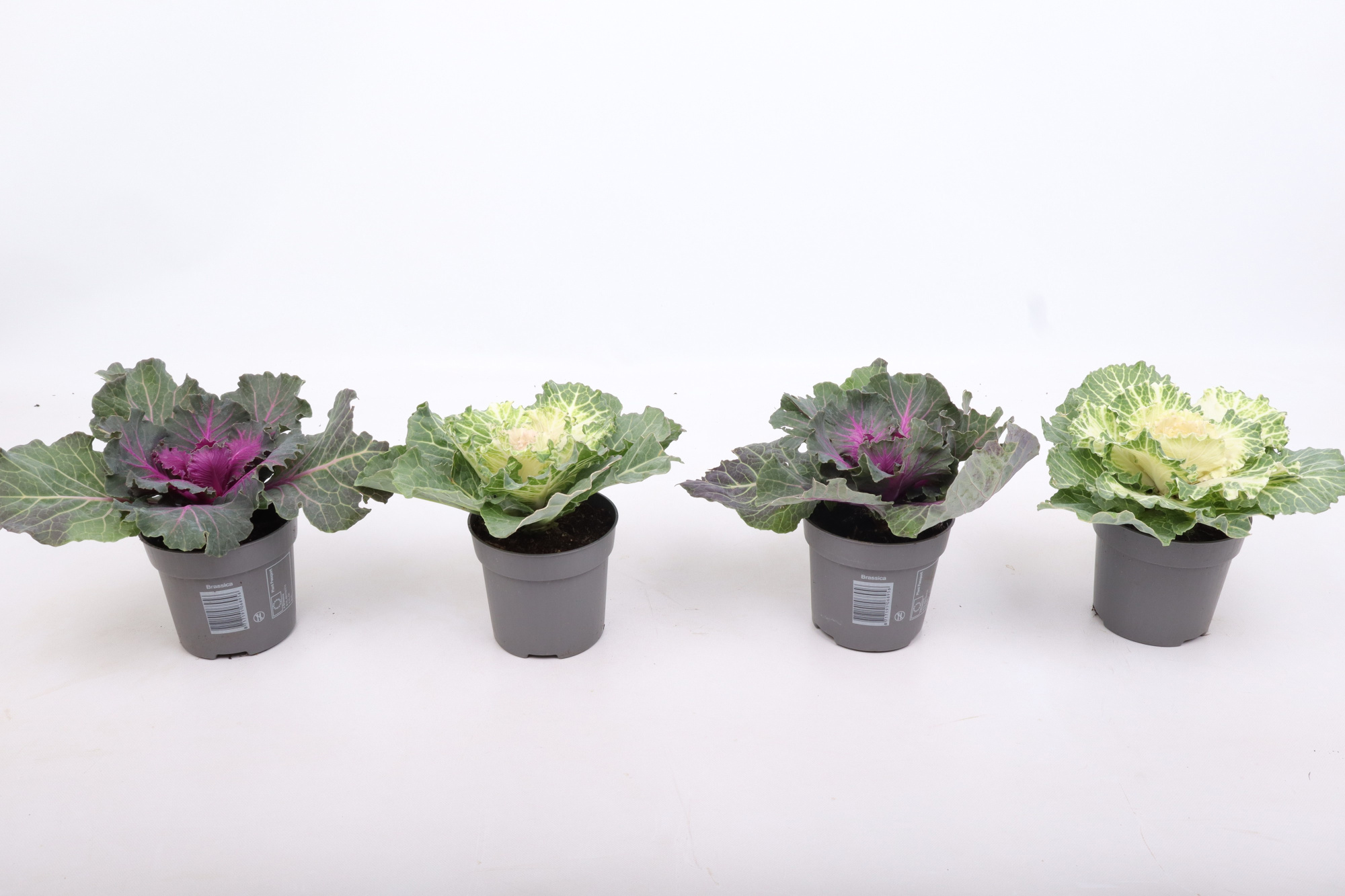 Brassica glad mix gekarteld 10,5 cm, D 10,5 cm