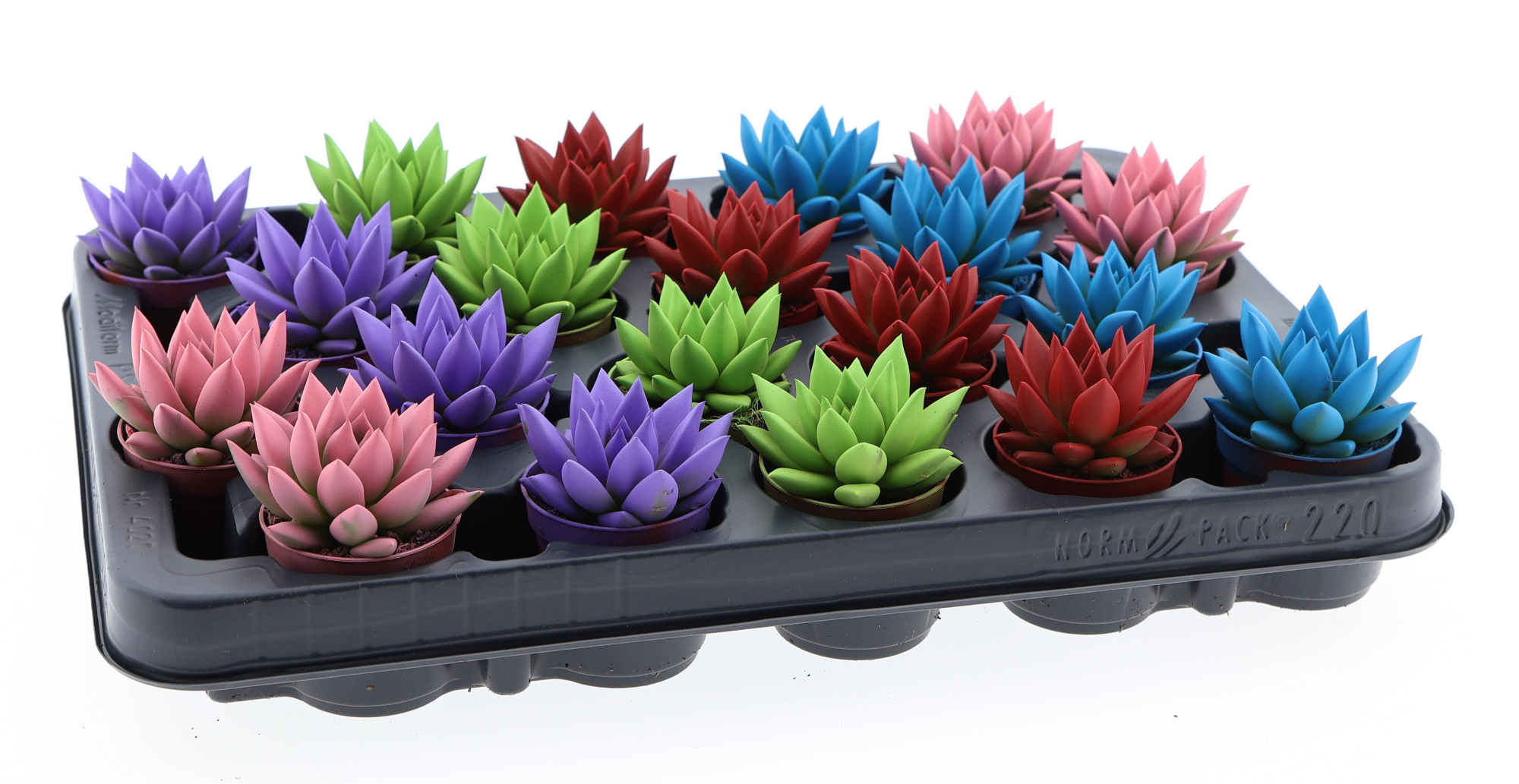 Rainbow mix, D 5,5 cm