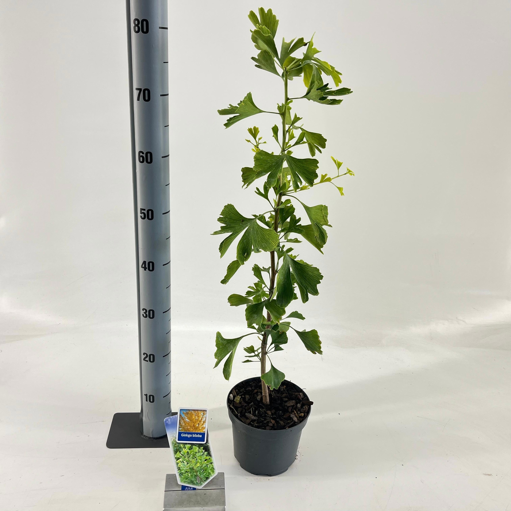 Ginkgo biloba, D 17 cm