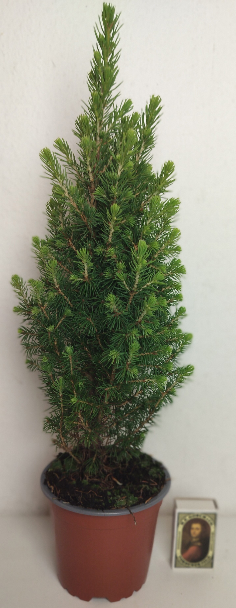PICEA GLAUCA 'PERFECTA', D 11 cm