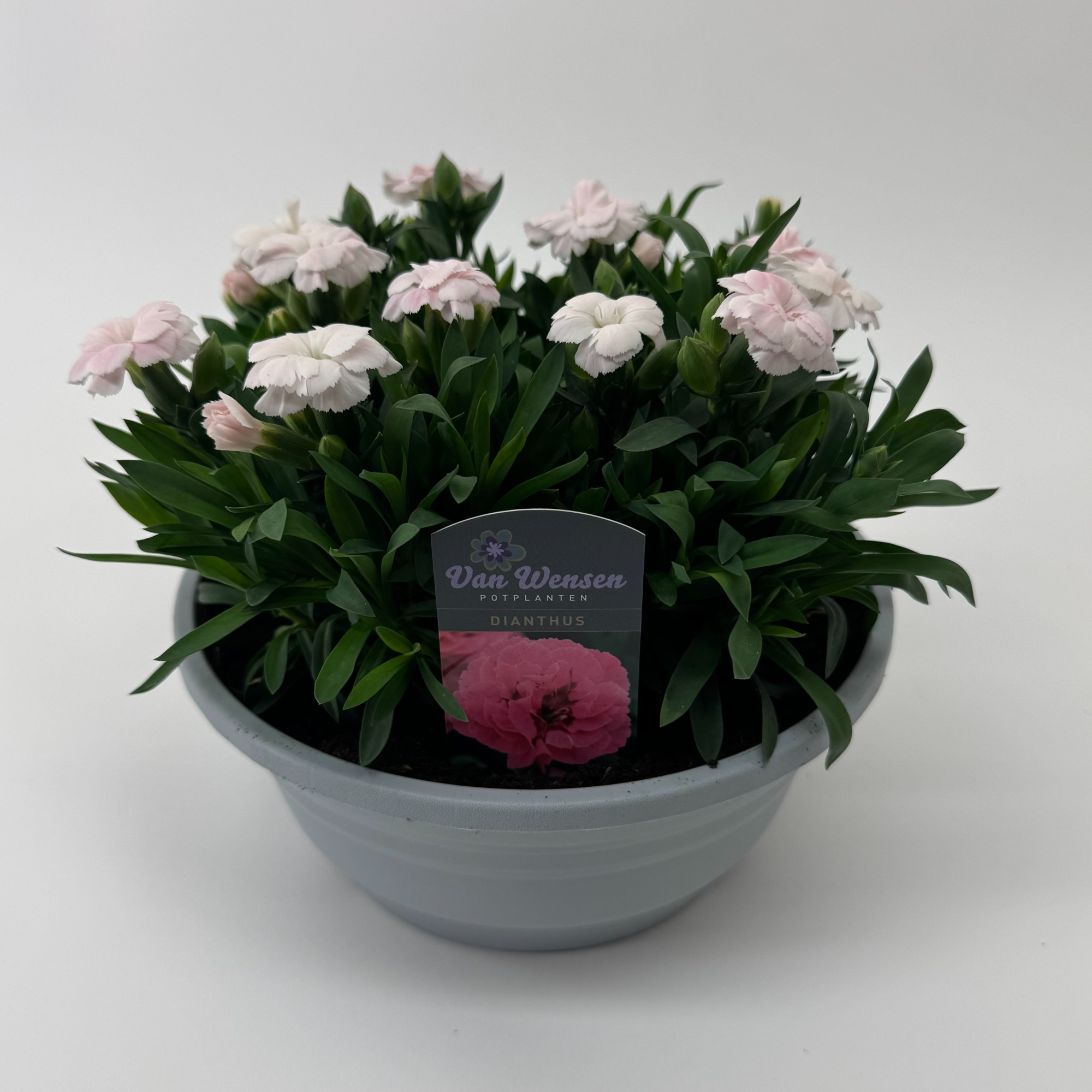 Dianthus 'Oscar' White, D 21
