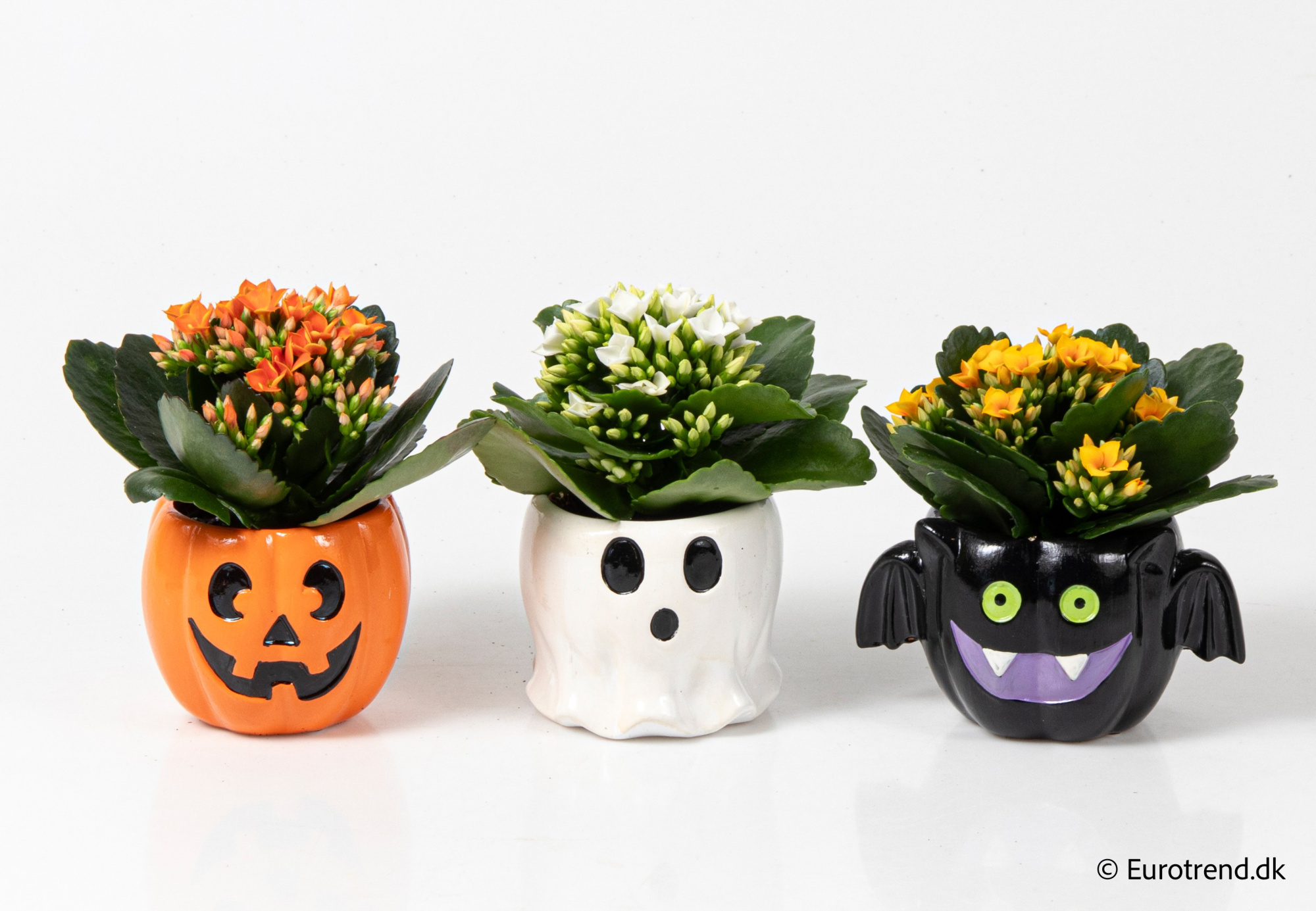 Kalanchoe in Halloween ceramic 2025, D 6 cm