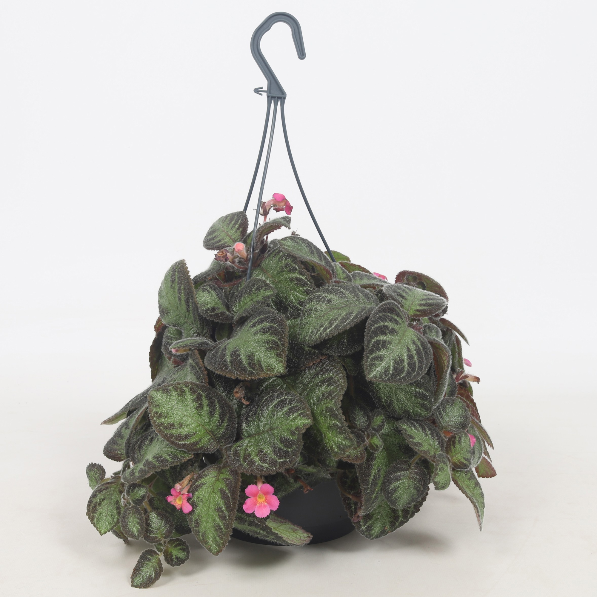 Episcia Pink Panther 17CM, D 12 cm