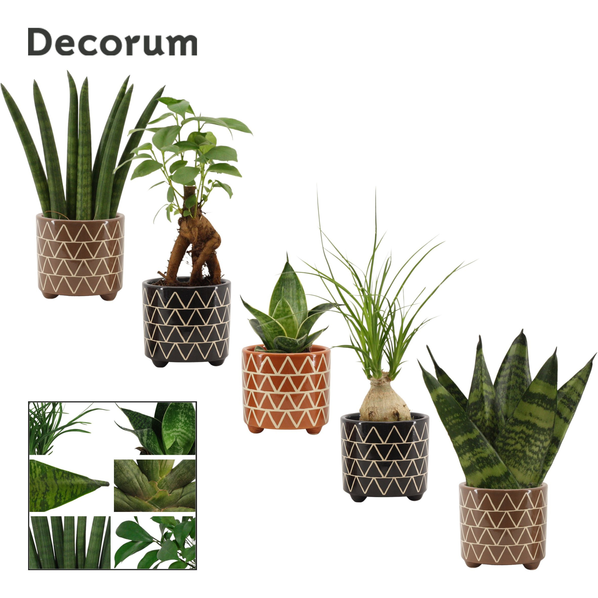 Groenmix mini in Fee (Stone Touch-collection), D 6 cm