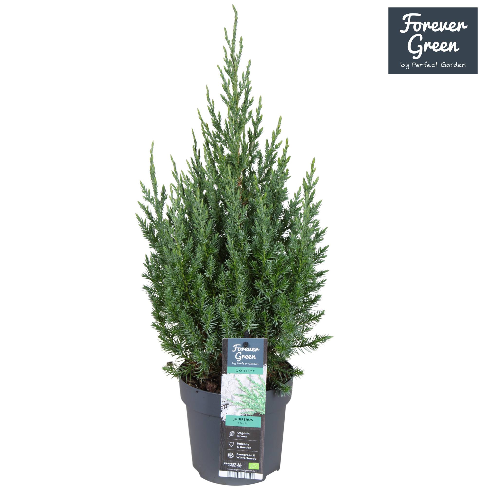 Juniperus chinensis 'Stricta' P14, D 14 cm