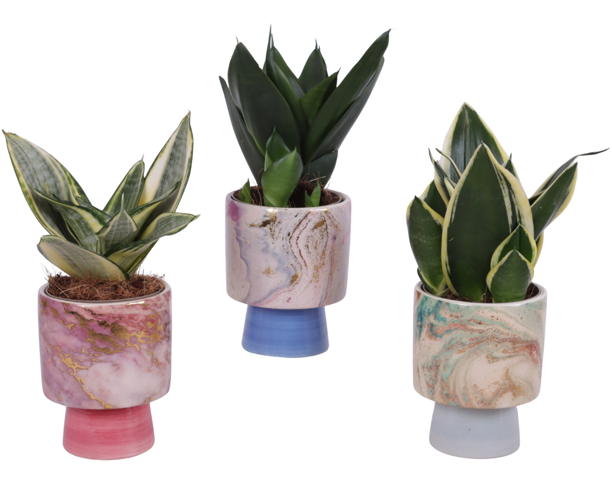 Sansevieria Compacta mix Ø09cm in Ø10cm Ceramic FB676, D 10