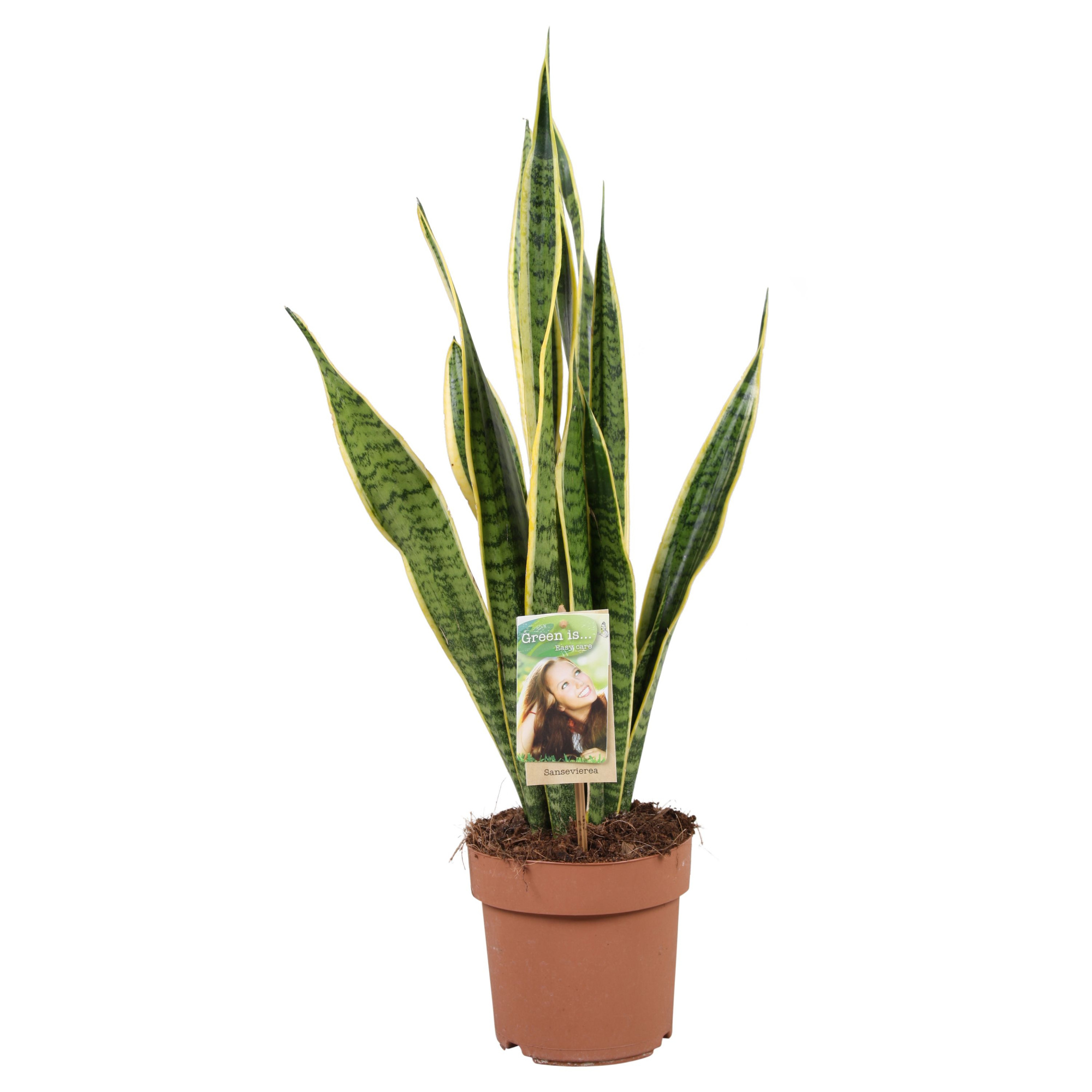 Sansevieria Laurentii, D 17 cm