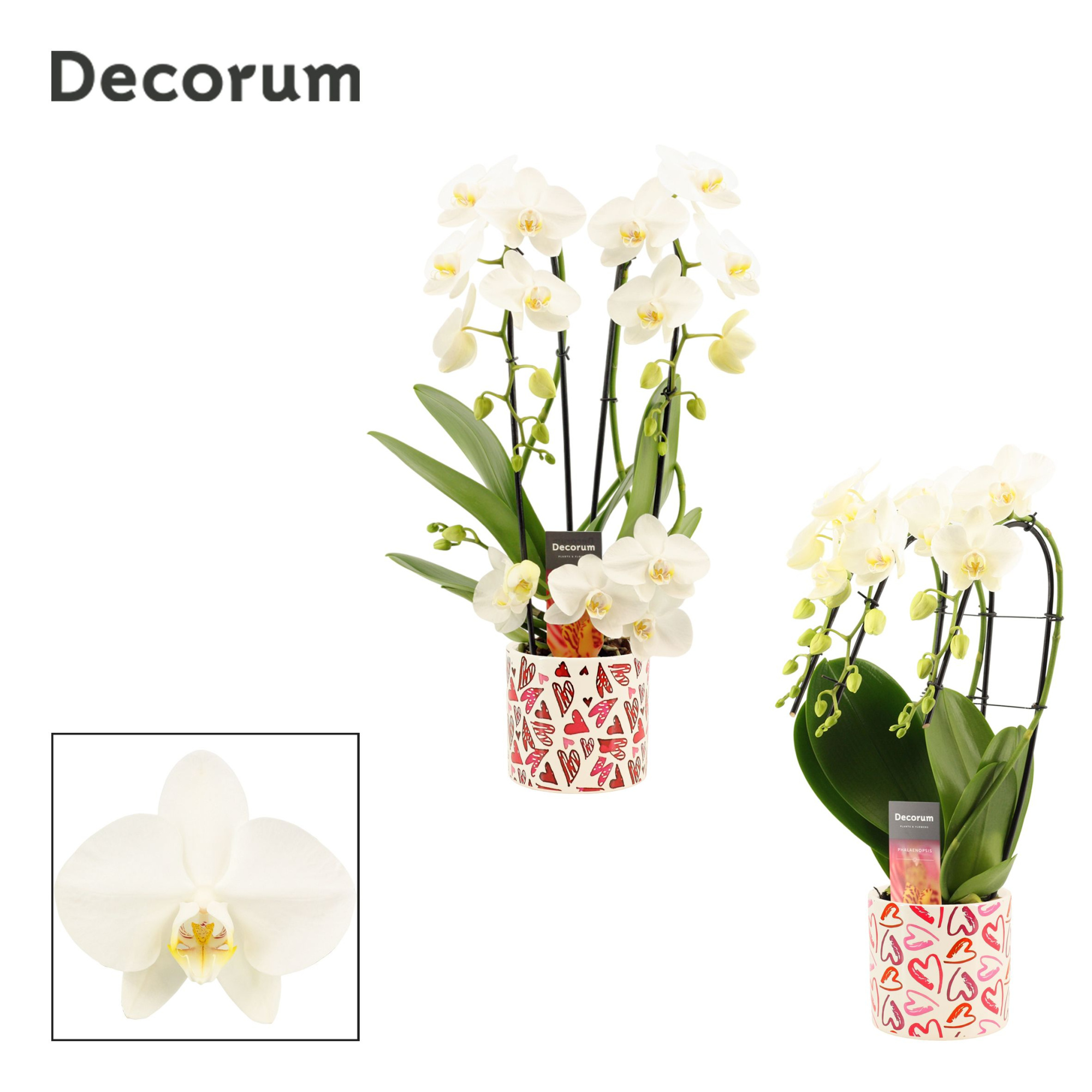 Phalaenopsis vormen mix 3 tak wit in Julia (Deco-collection), D 12