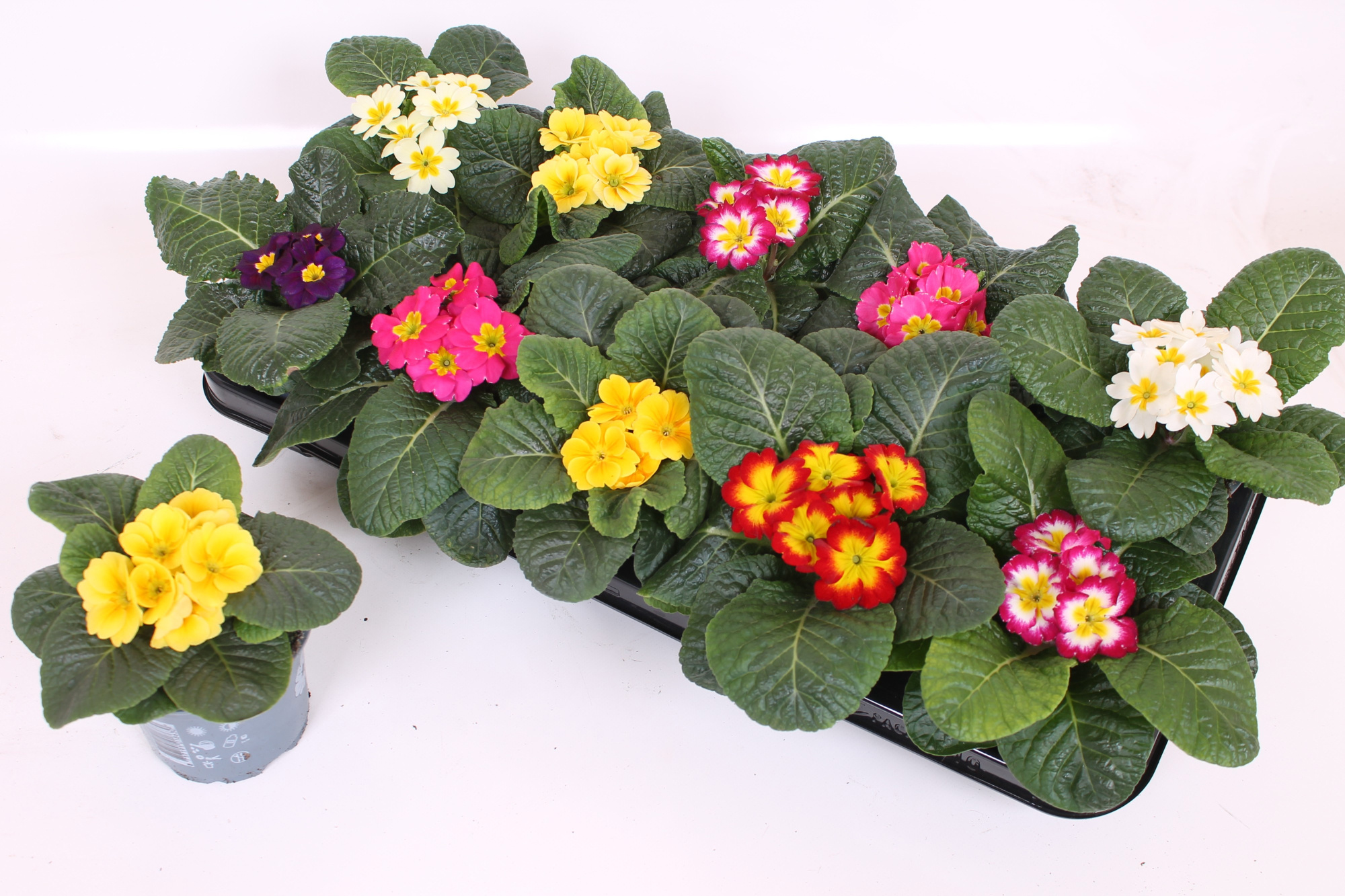 Primula Acaulis P10.5 - Scheffers Super Mix, D 10 cm