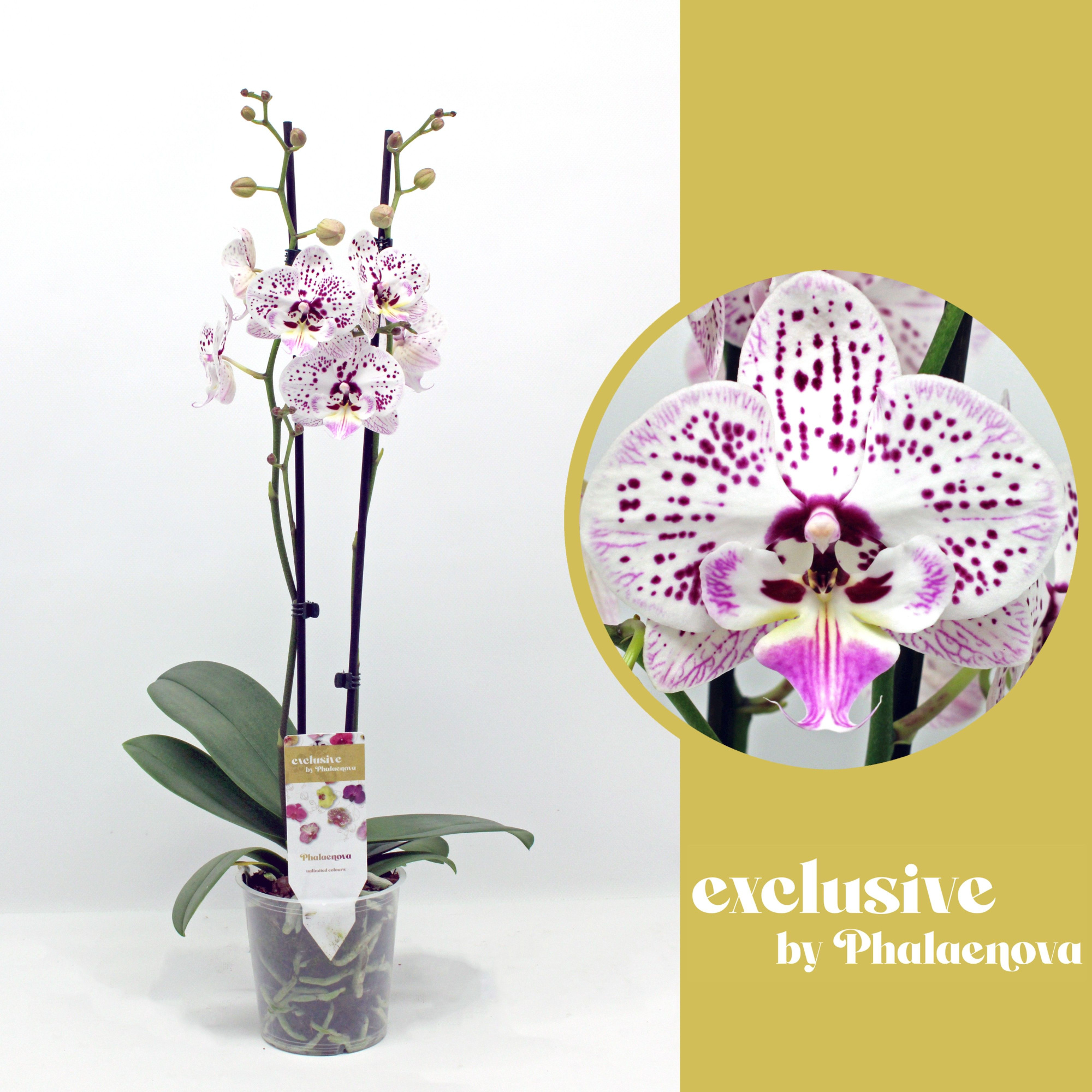 Expression 2-tak 60cm (GROEN), D 12