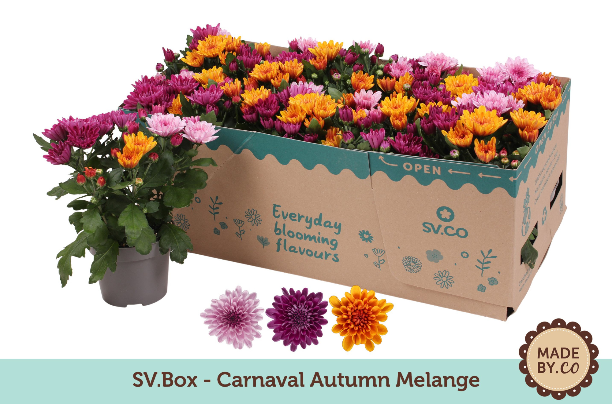 Chrysant Carnaval Autumn Melange in SV.Box, D 12 cm