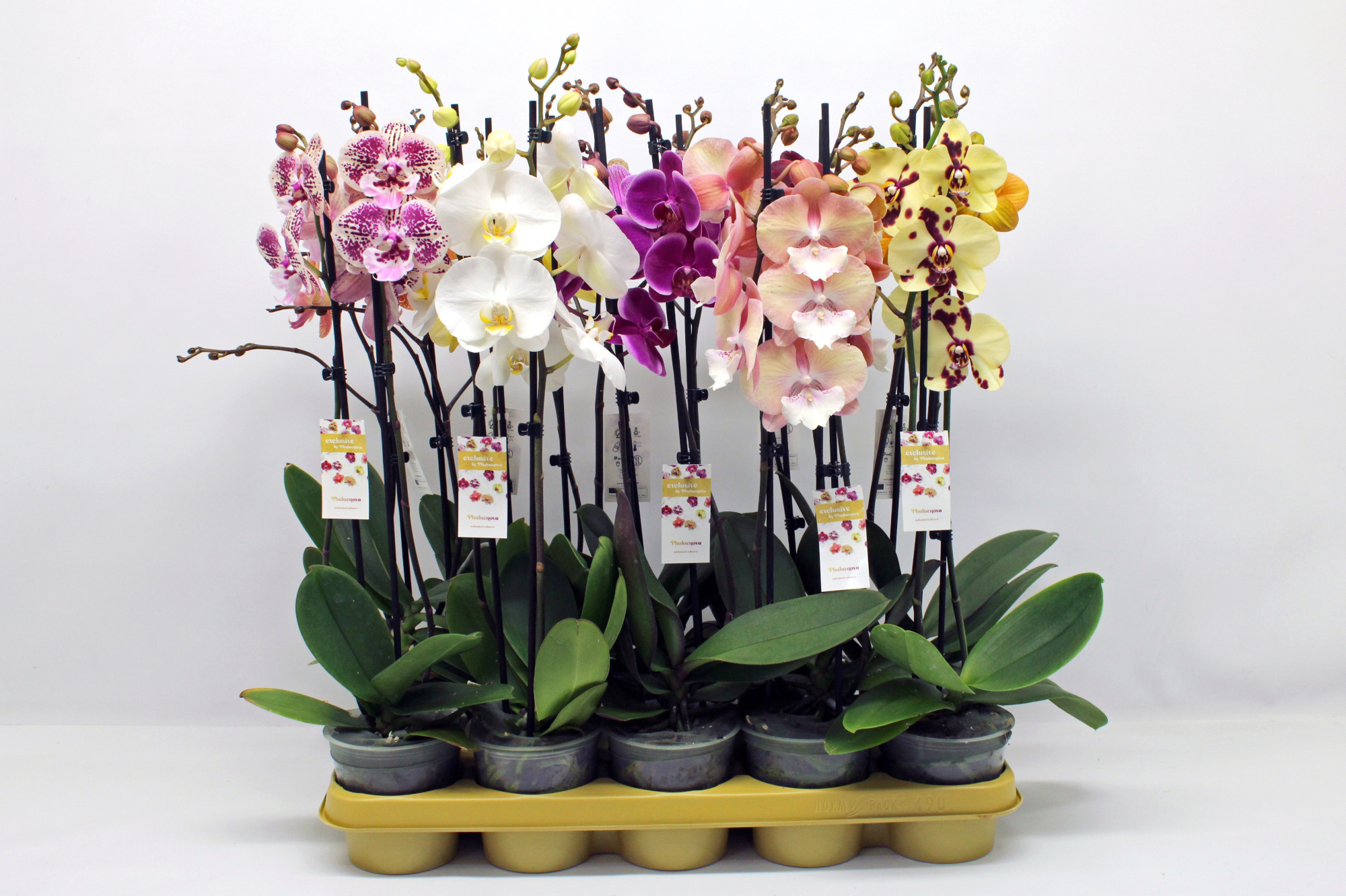 Gemengd 10 kleuren 2-tak 60cm (RIJP), D 12 cm