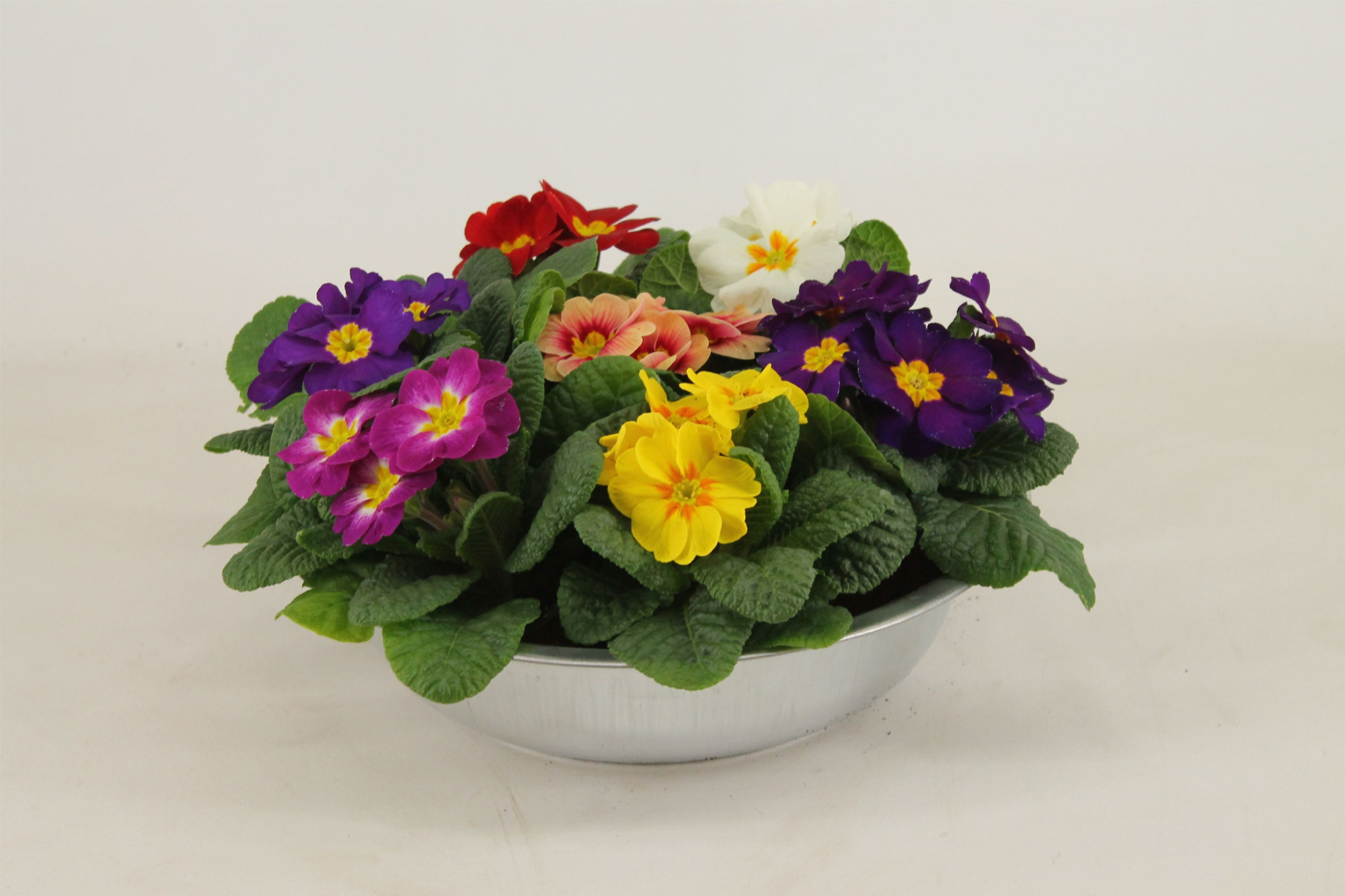 Primula Acaulis in Zinken Schaal Carnaval, D 30 cm