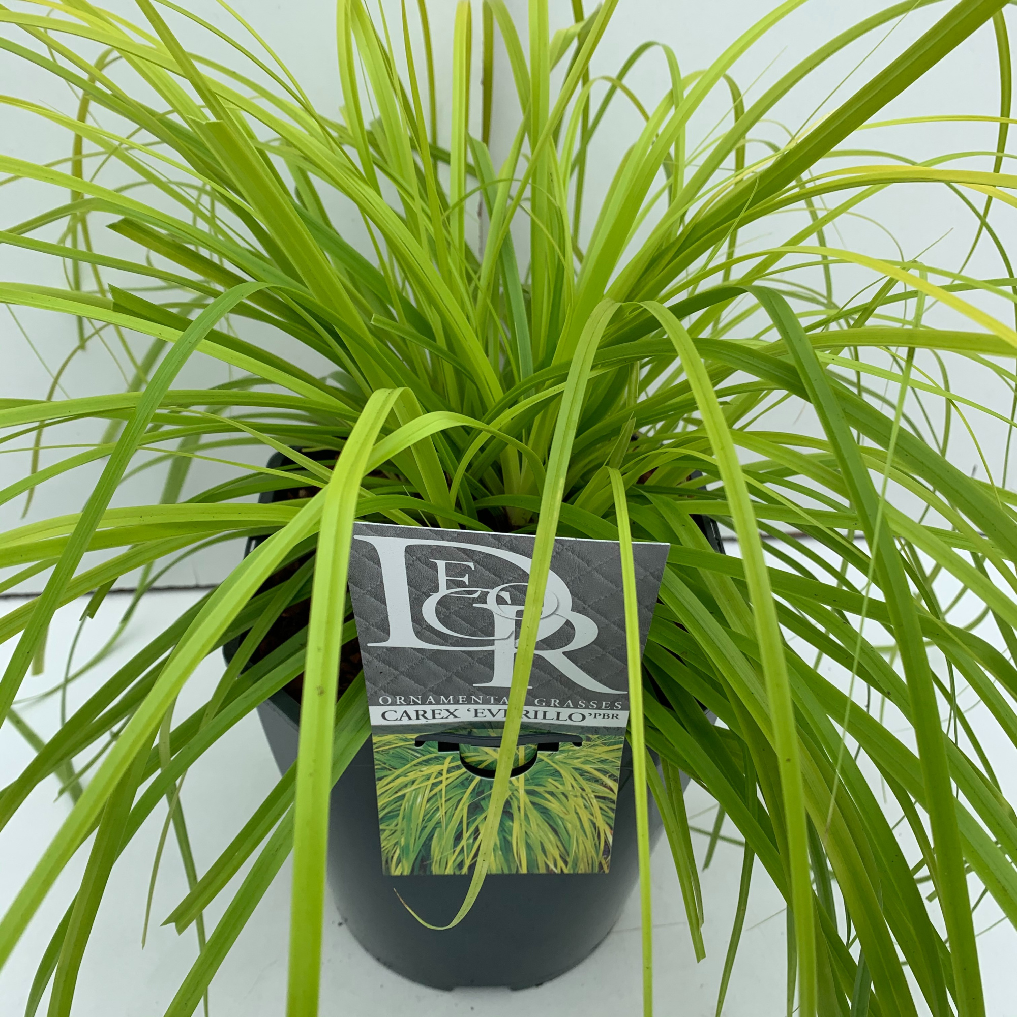Carex 'Everillo', D 23 cm