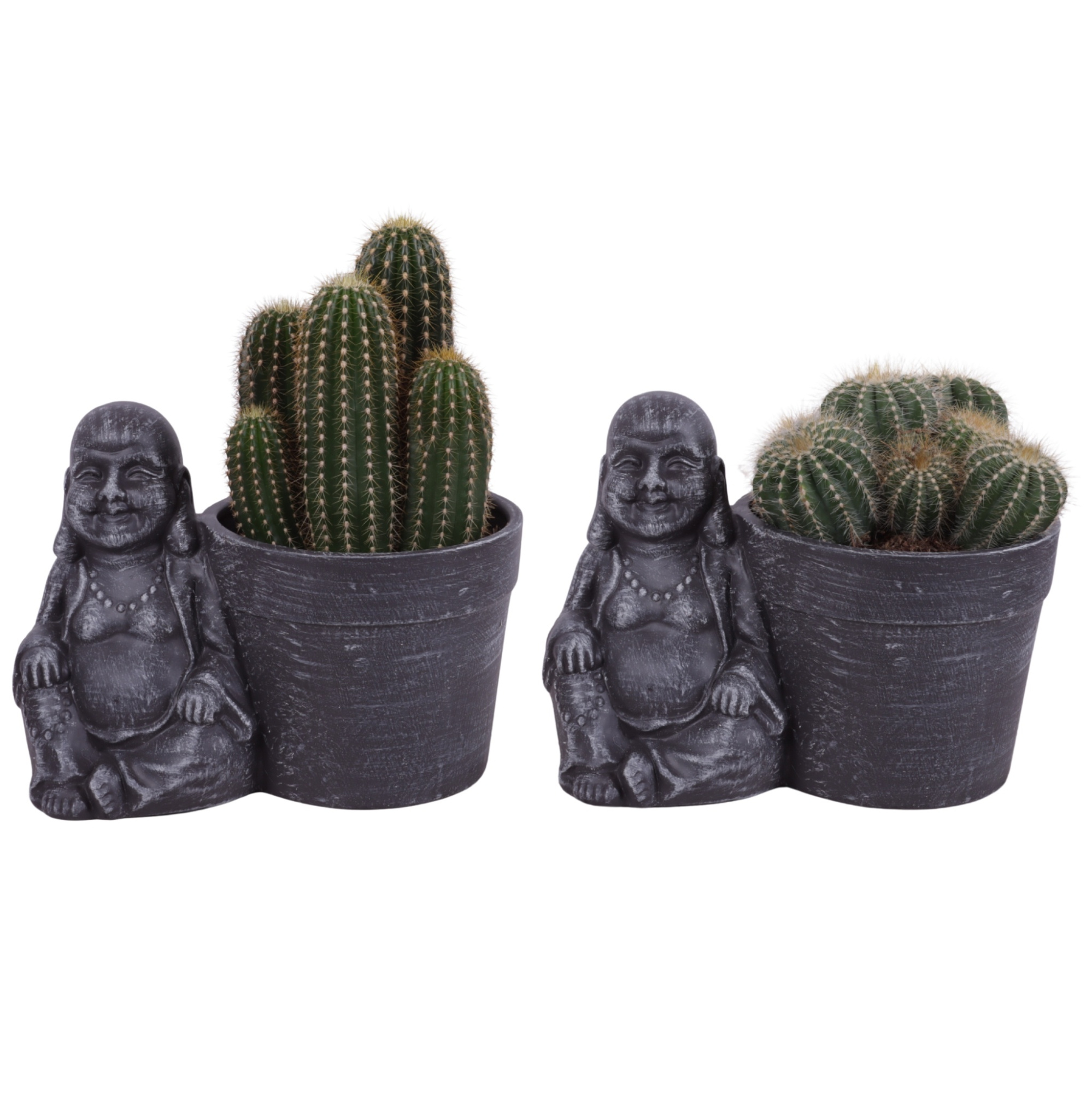 Cactus mix Ø12cm in Ceramic Sitting Buddha Ø21cm, D 21