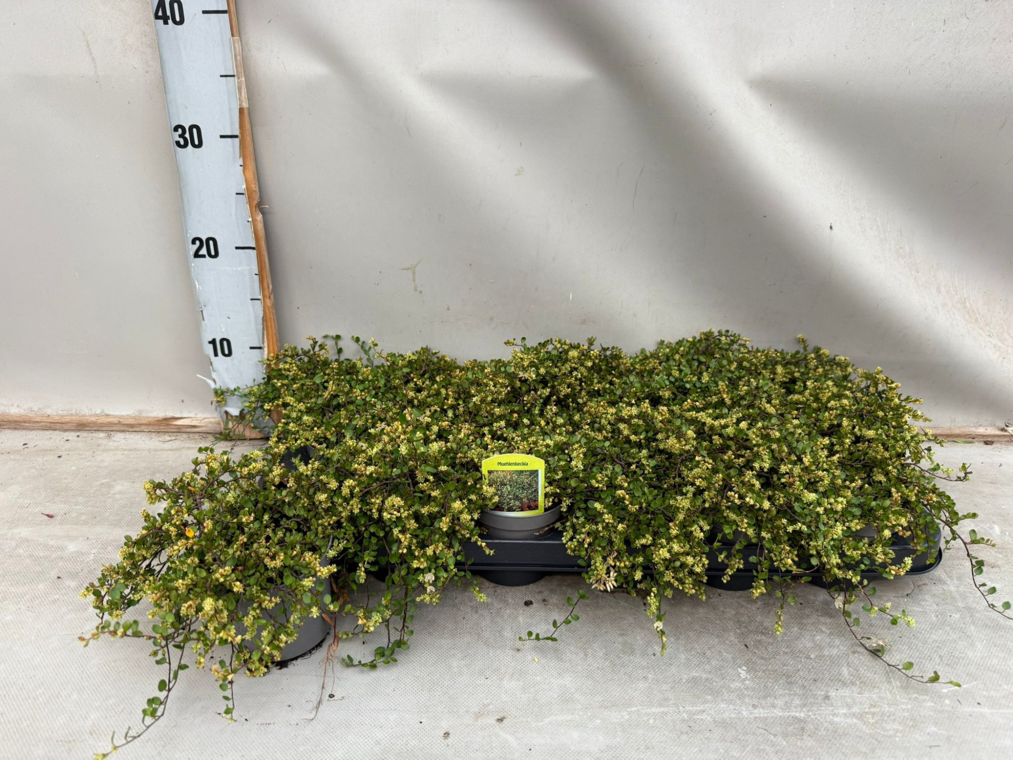 Muehlenbeckia, D 9 cm