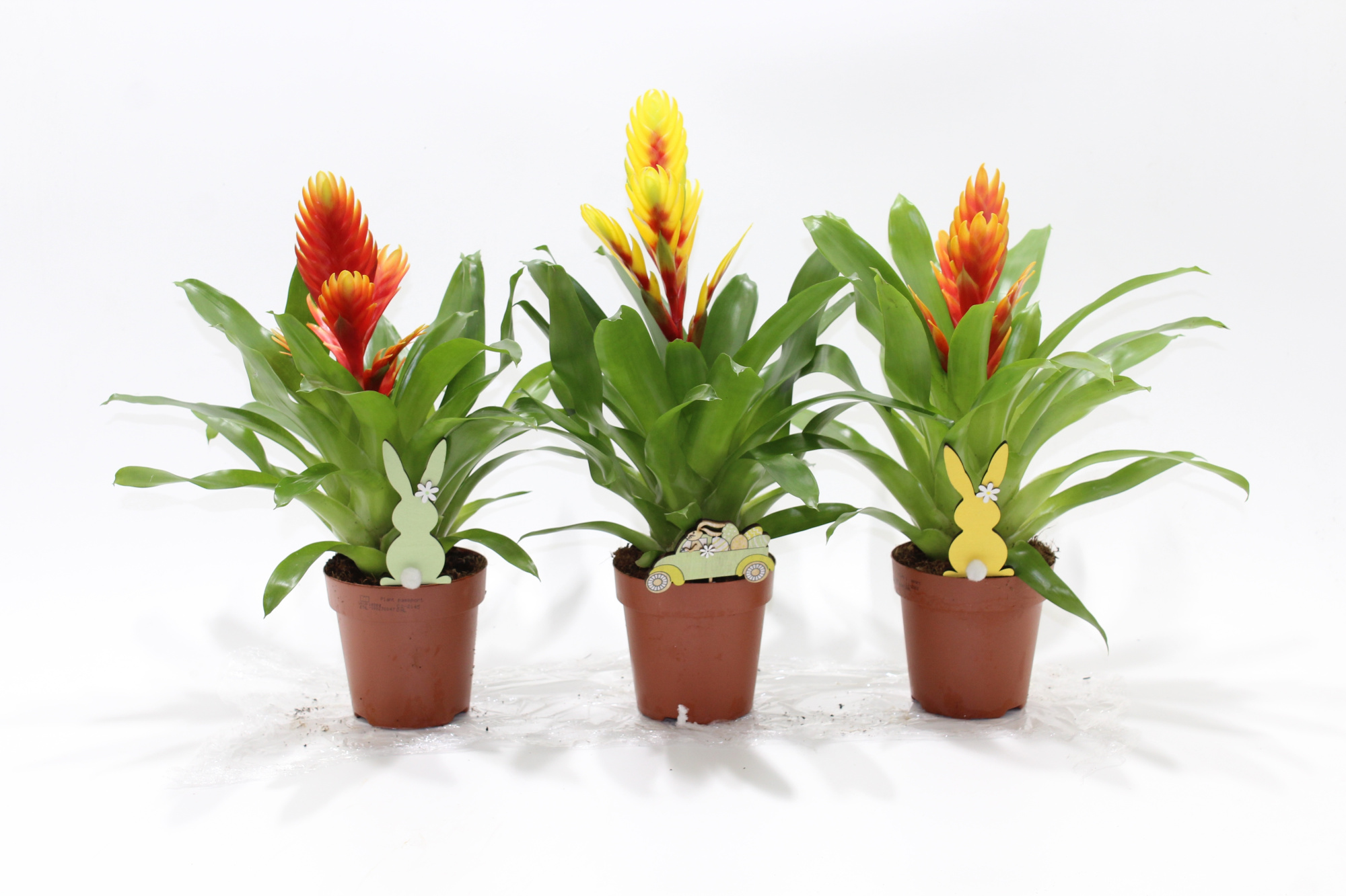 Vriesea Spring/Easter bijsteker Pasen (Met Hoes), D 12