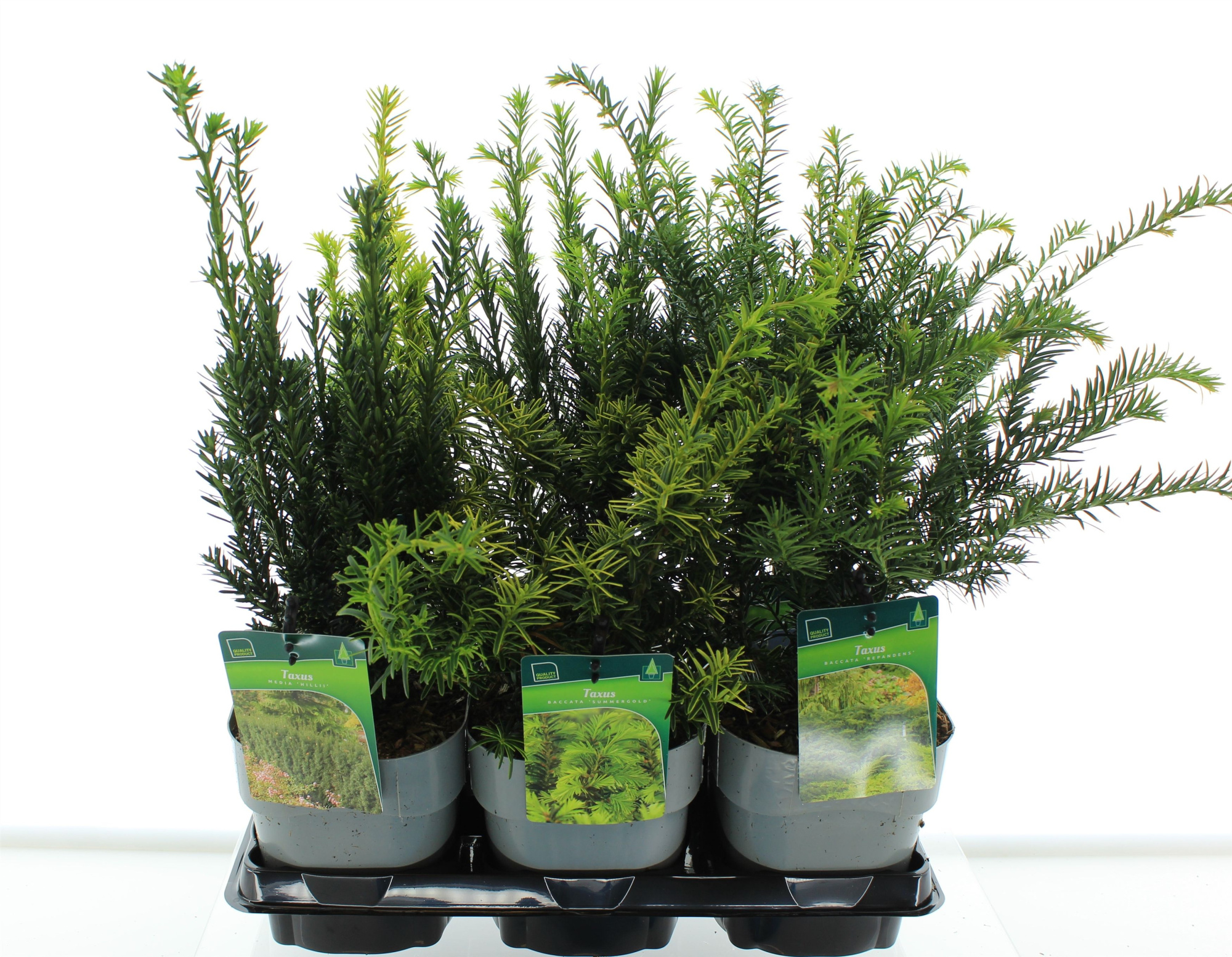 Taxus mix, D 17