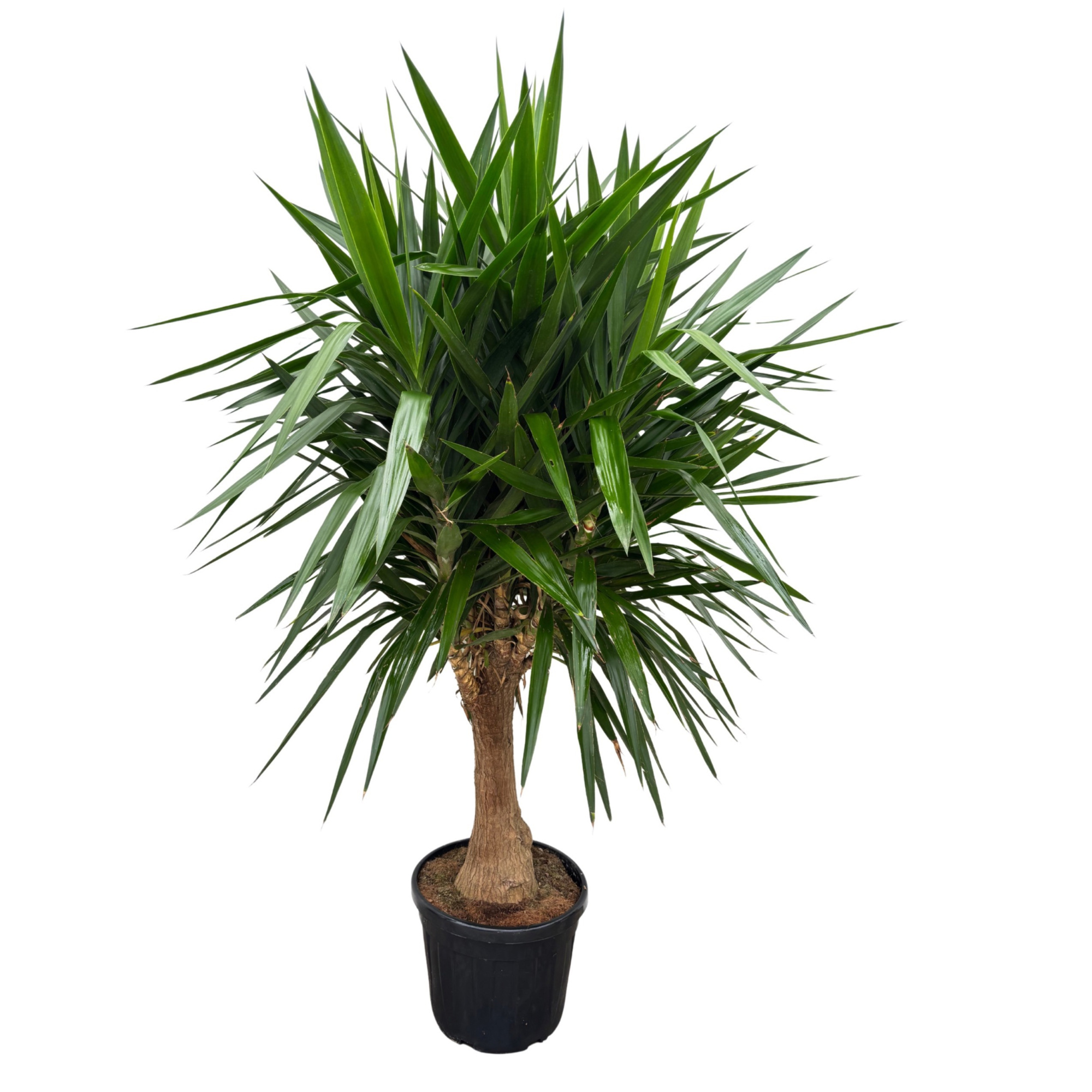 Yucca Elephantipes - 225cm, D 45 cm