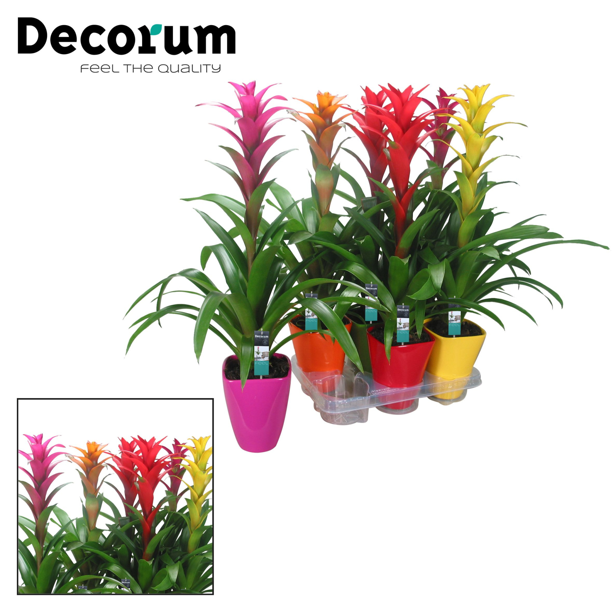 Guzmania Maxima Mix Luxe Keramiek (Decorum), D 14 cm
