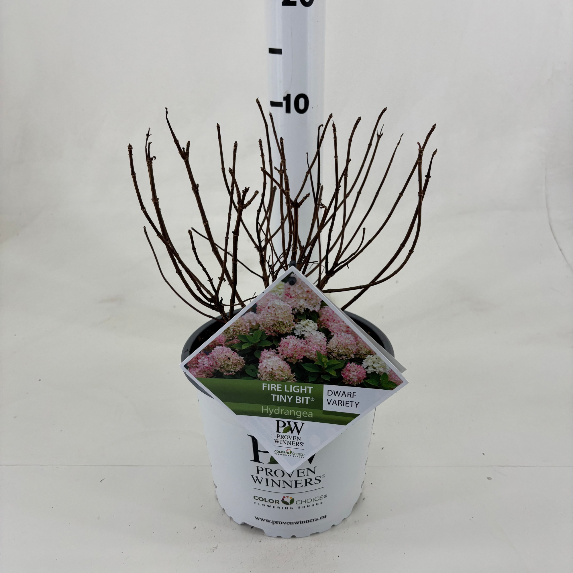 Hydrangea pan. 'Firelight Tiny Bit' ®, D 19