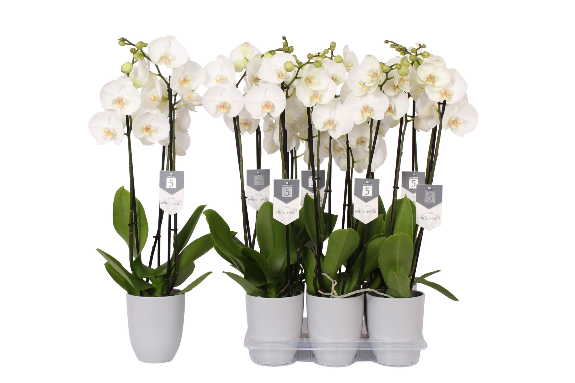 Phalaenopsis White World, 3-spike Grey Ceramics, D 12 cm