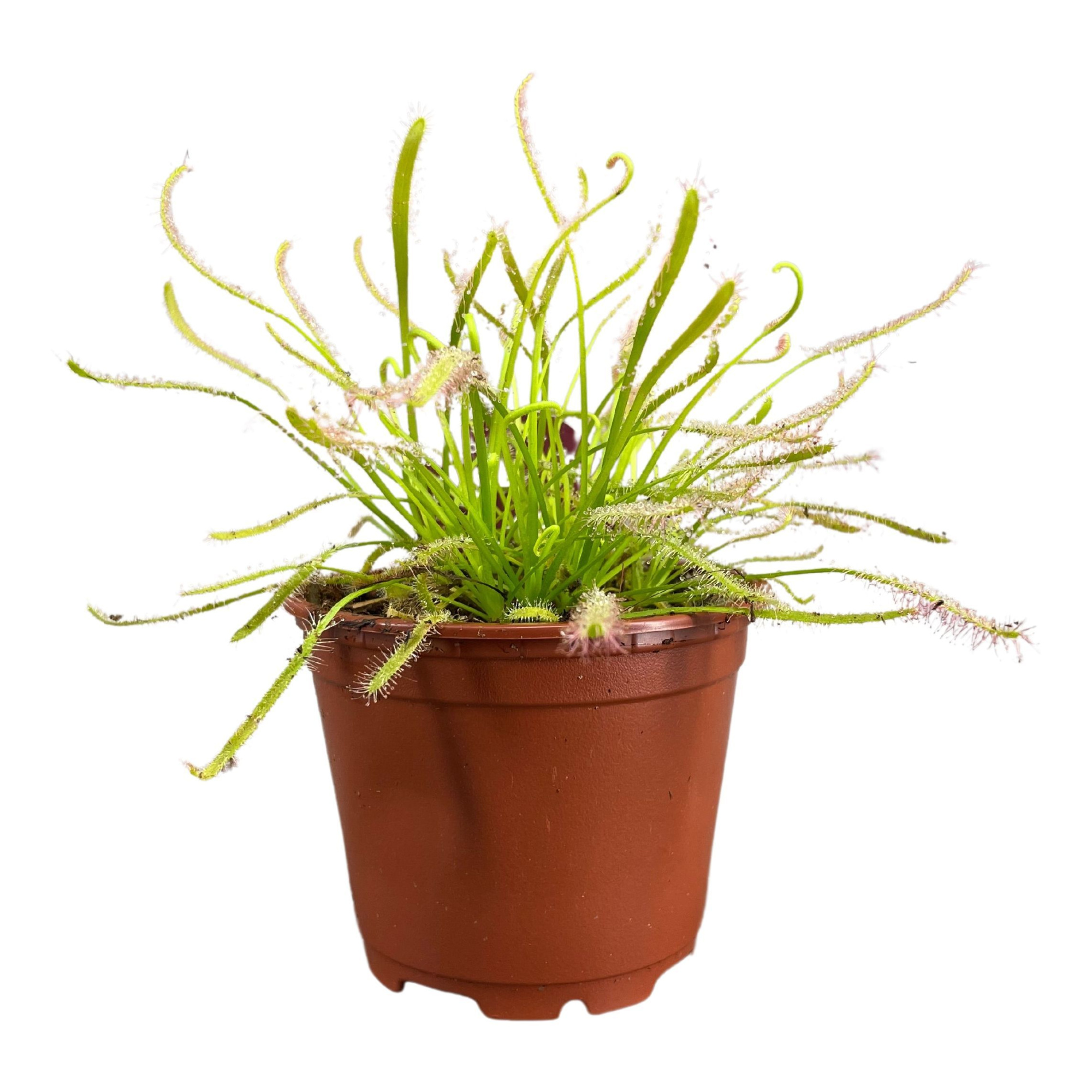Drosera Capensis 8,5 cm wit, D 8,5