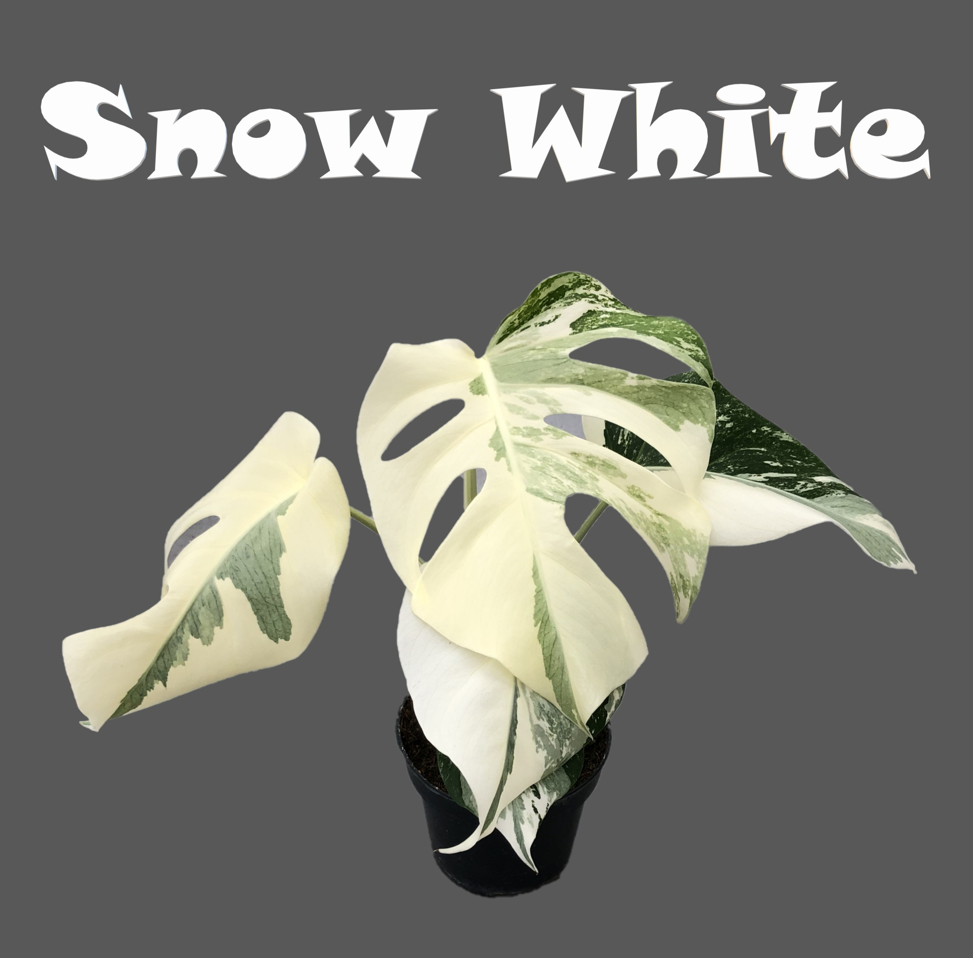 Monstera variegata "Snow White" 12cm, D 12 cm