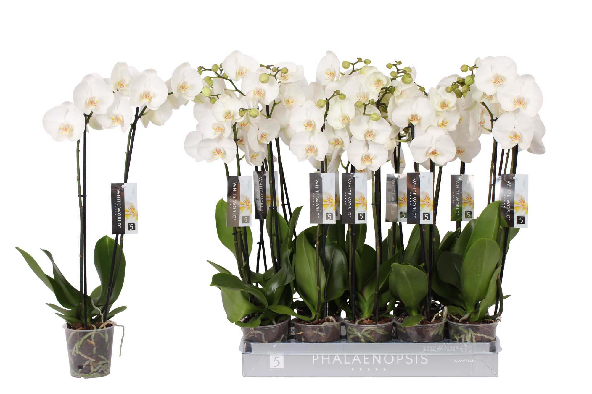 Phalaenopsis White World, 2-spike, D 12