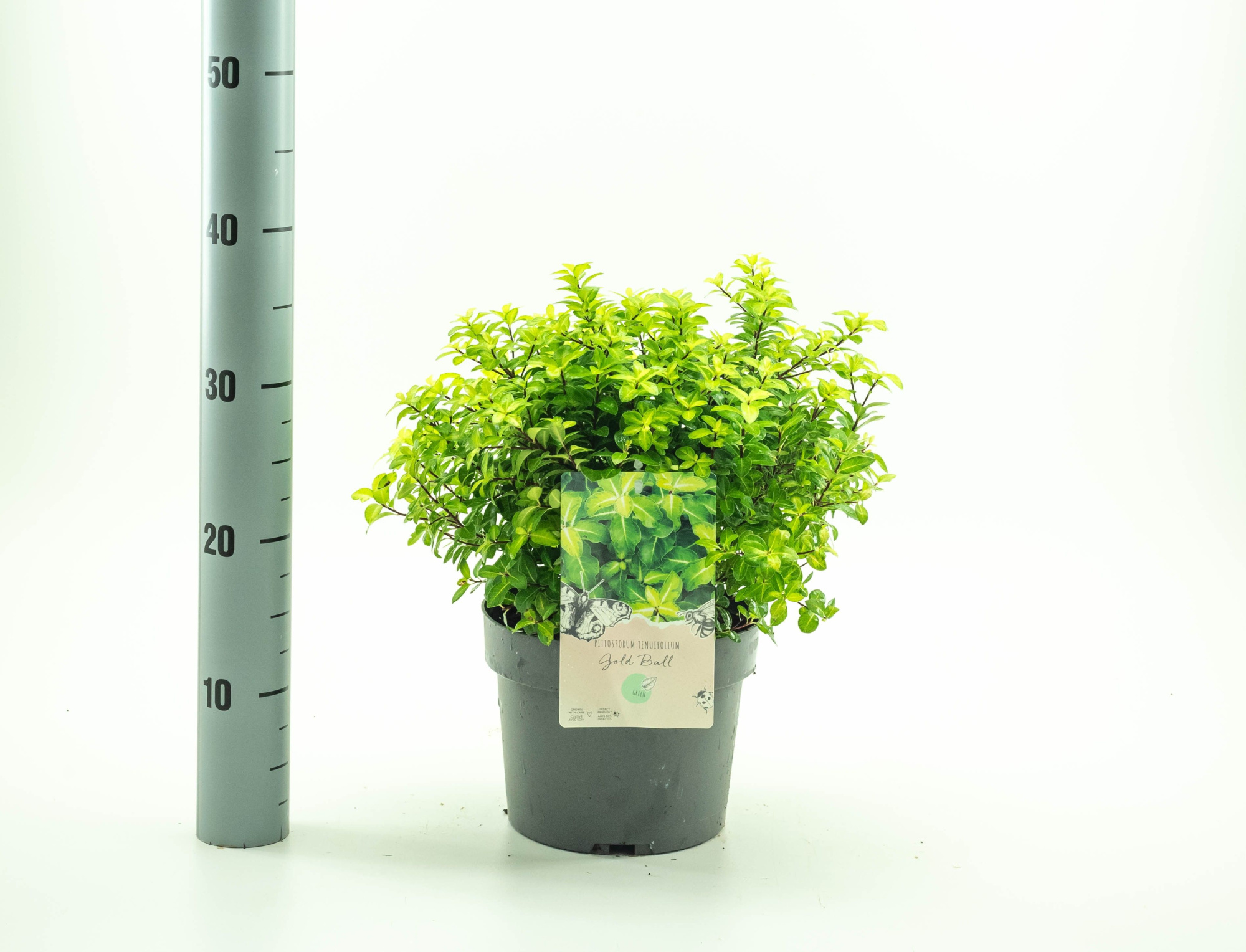 Pittosporum ten. 'Gold Ball' pbr, D 19 cm