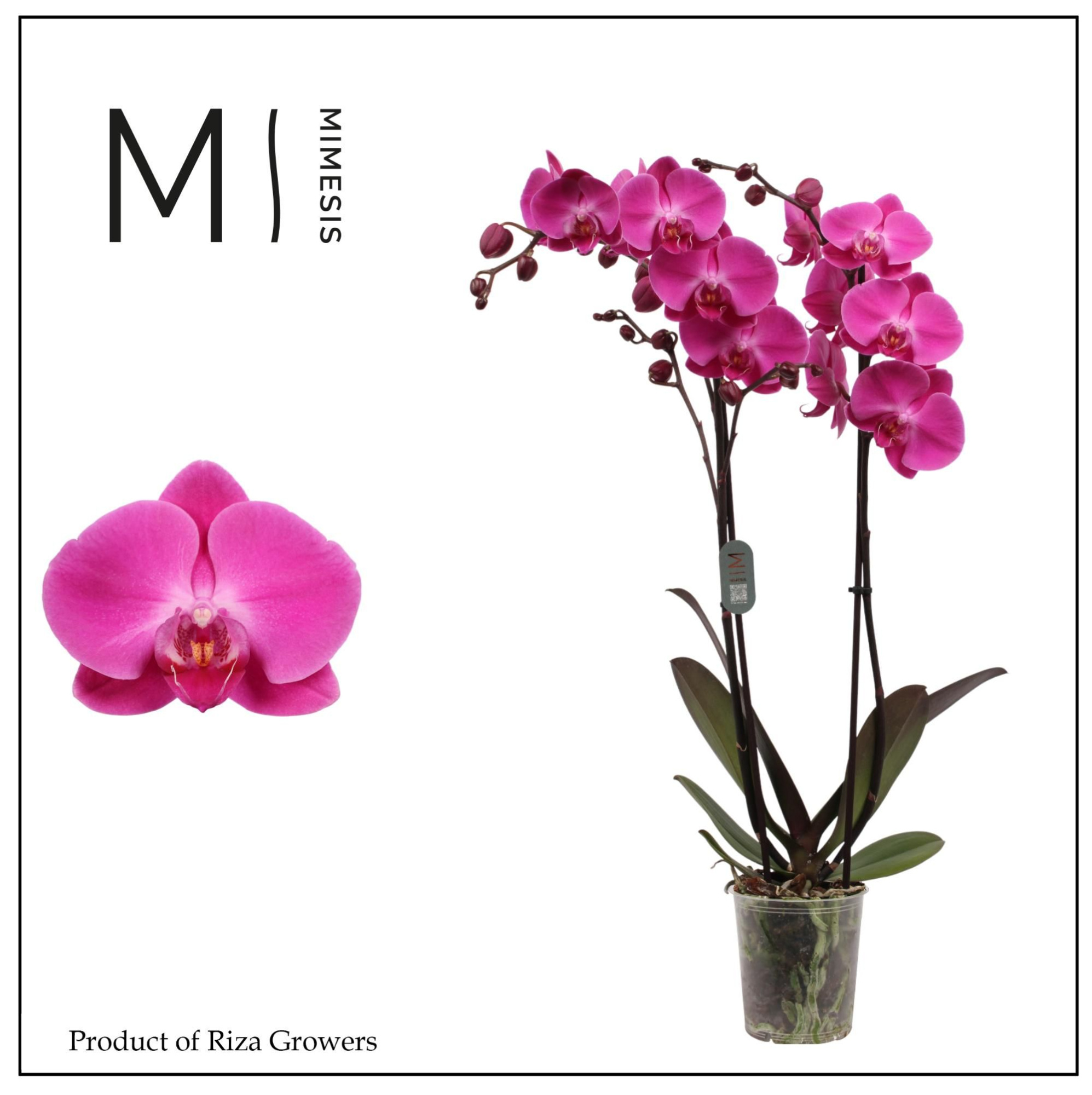 Phalaenopsis Karion 2 spike - 12cm | Mimesis, D 12 cm