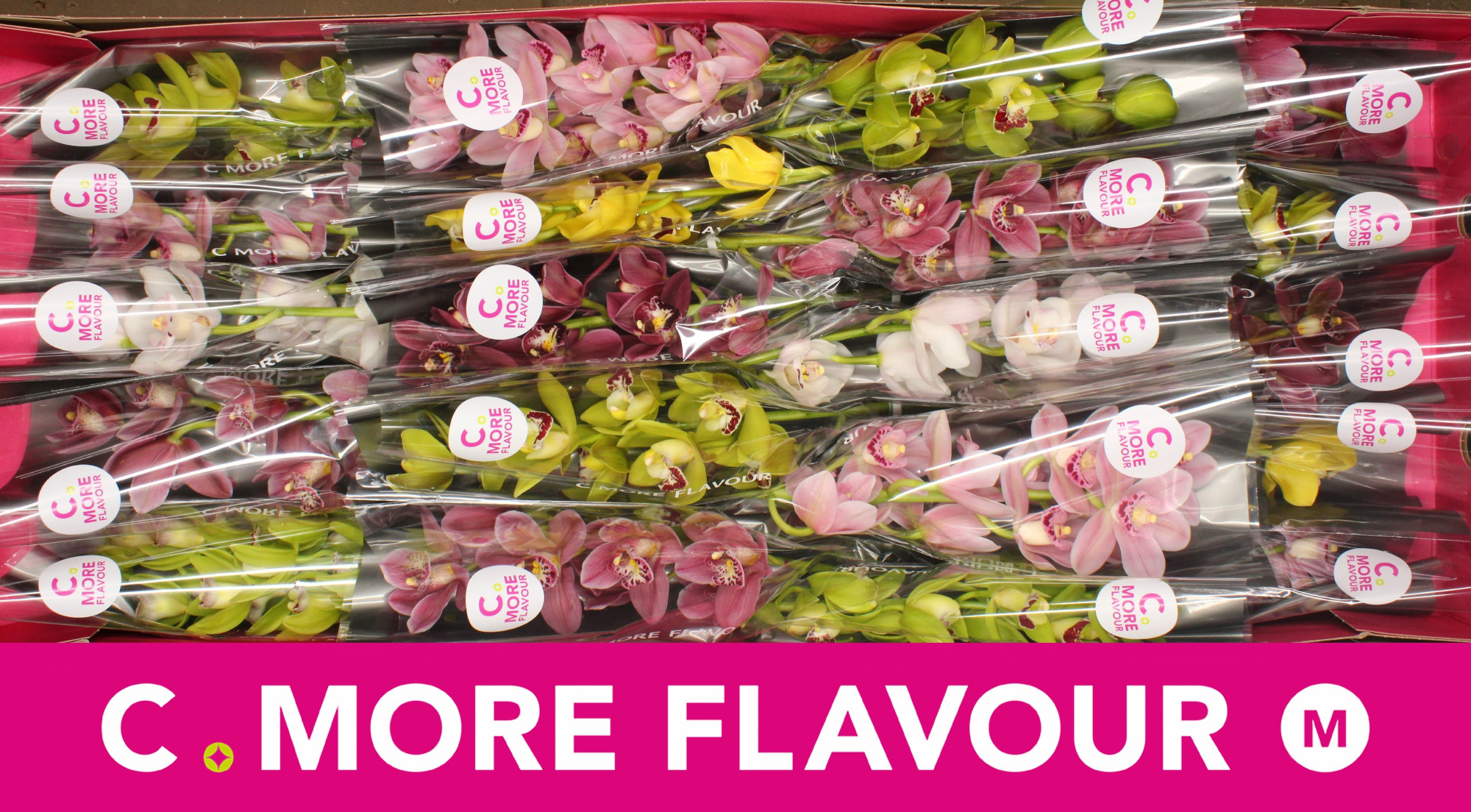 Цимбидиум мини Микс x20 40, шт.