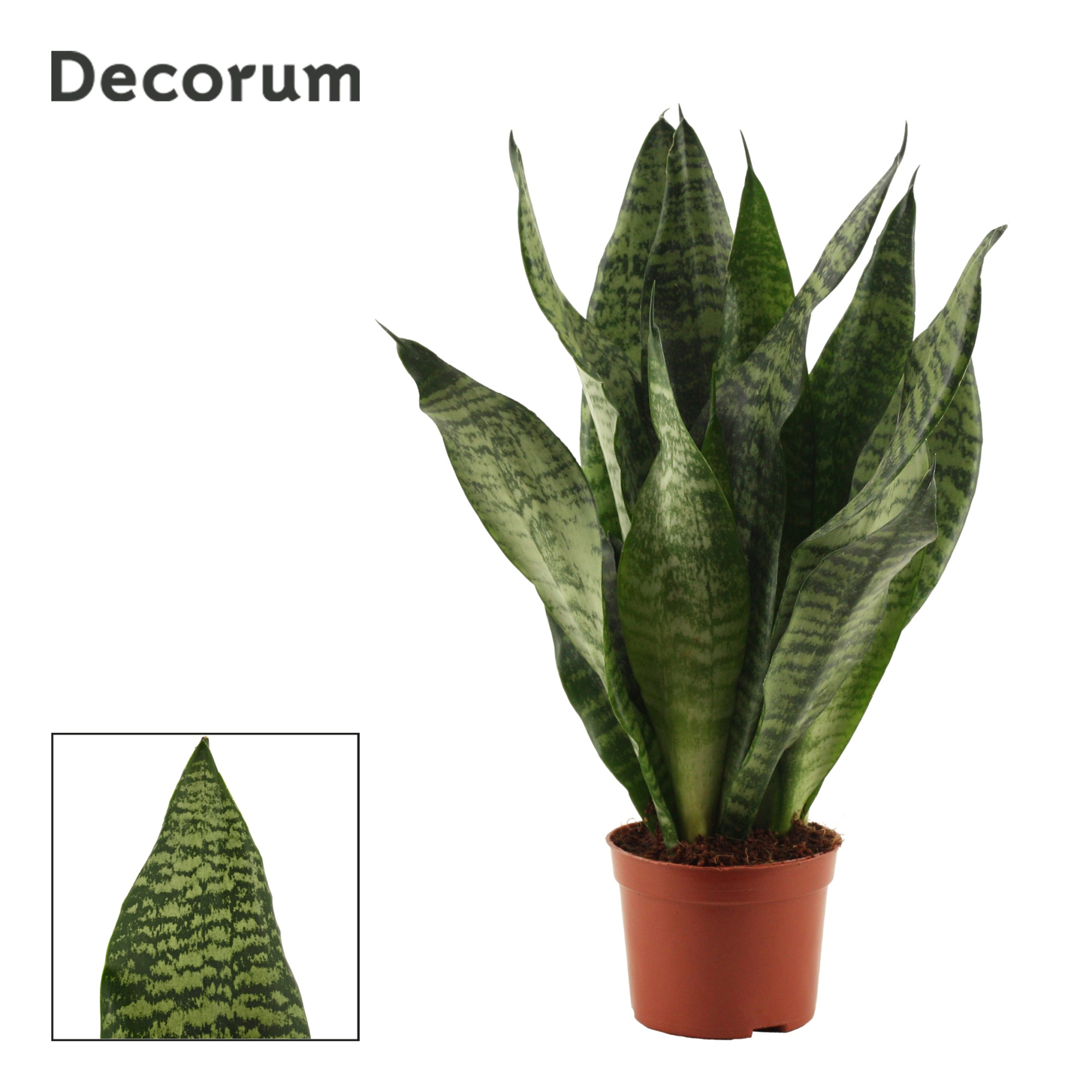 Sansevieria Super Green 9 cm (Decorum), D 9 cm