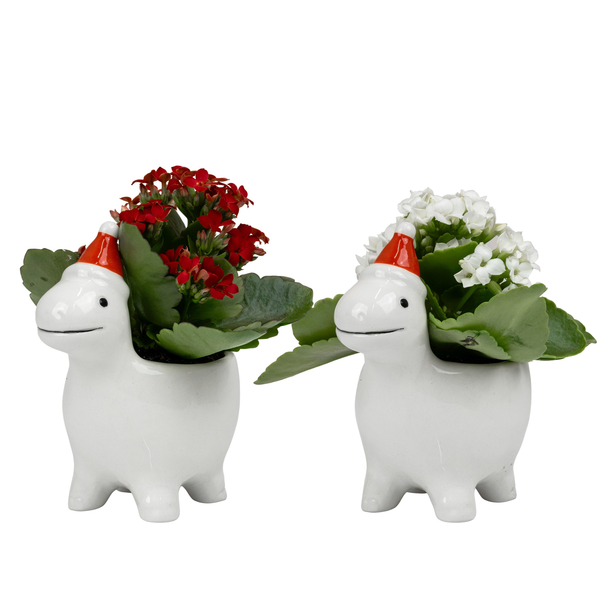 Jollysaurus with Kalanchoe, D 6 cm